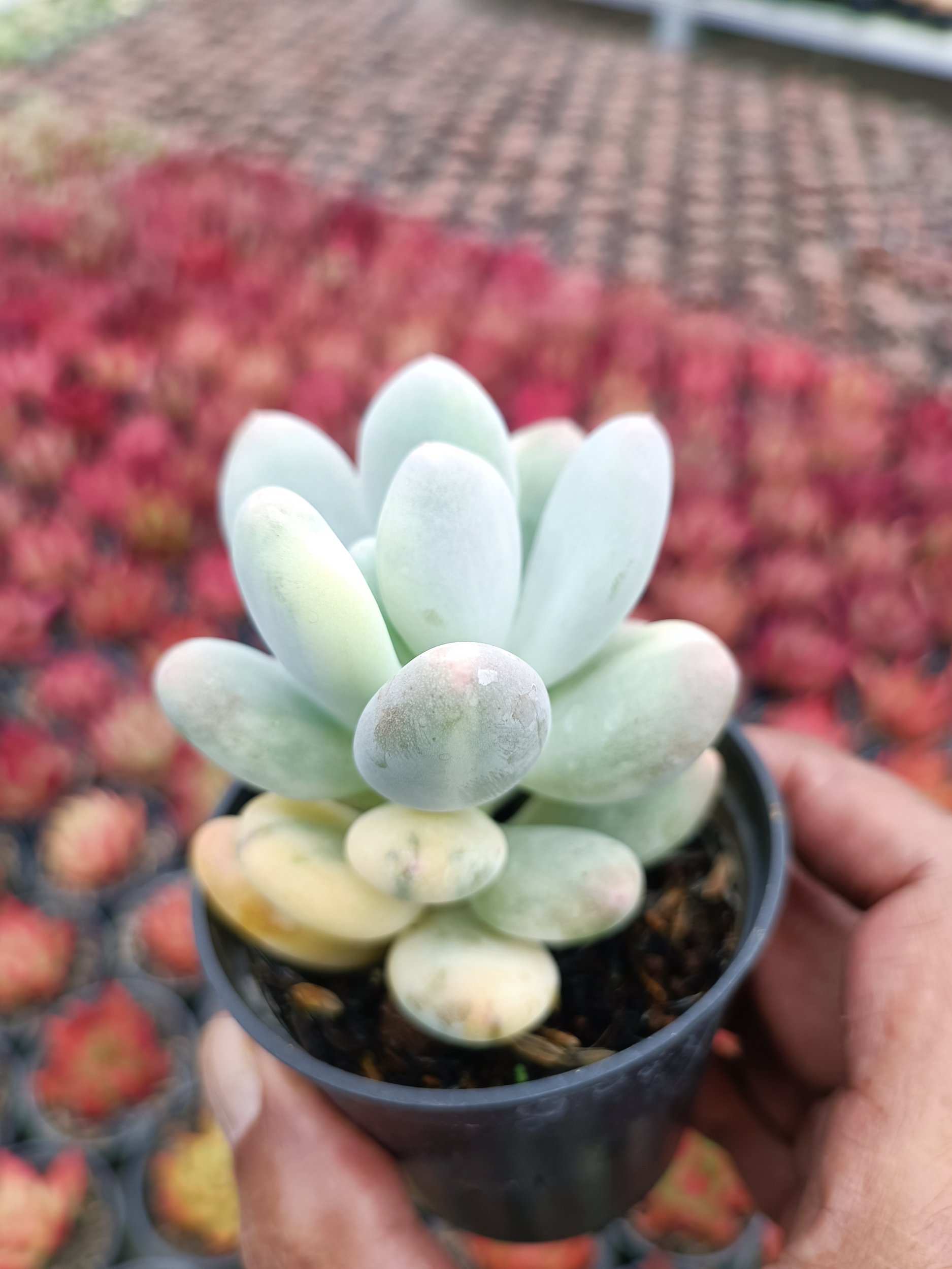 Pachyphytum Oviferum, real gallery image #1 plants. Picture taken directly from kaktus.id community Pachyphytum farmer green houses.