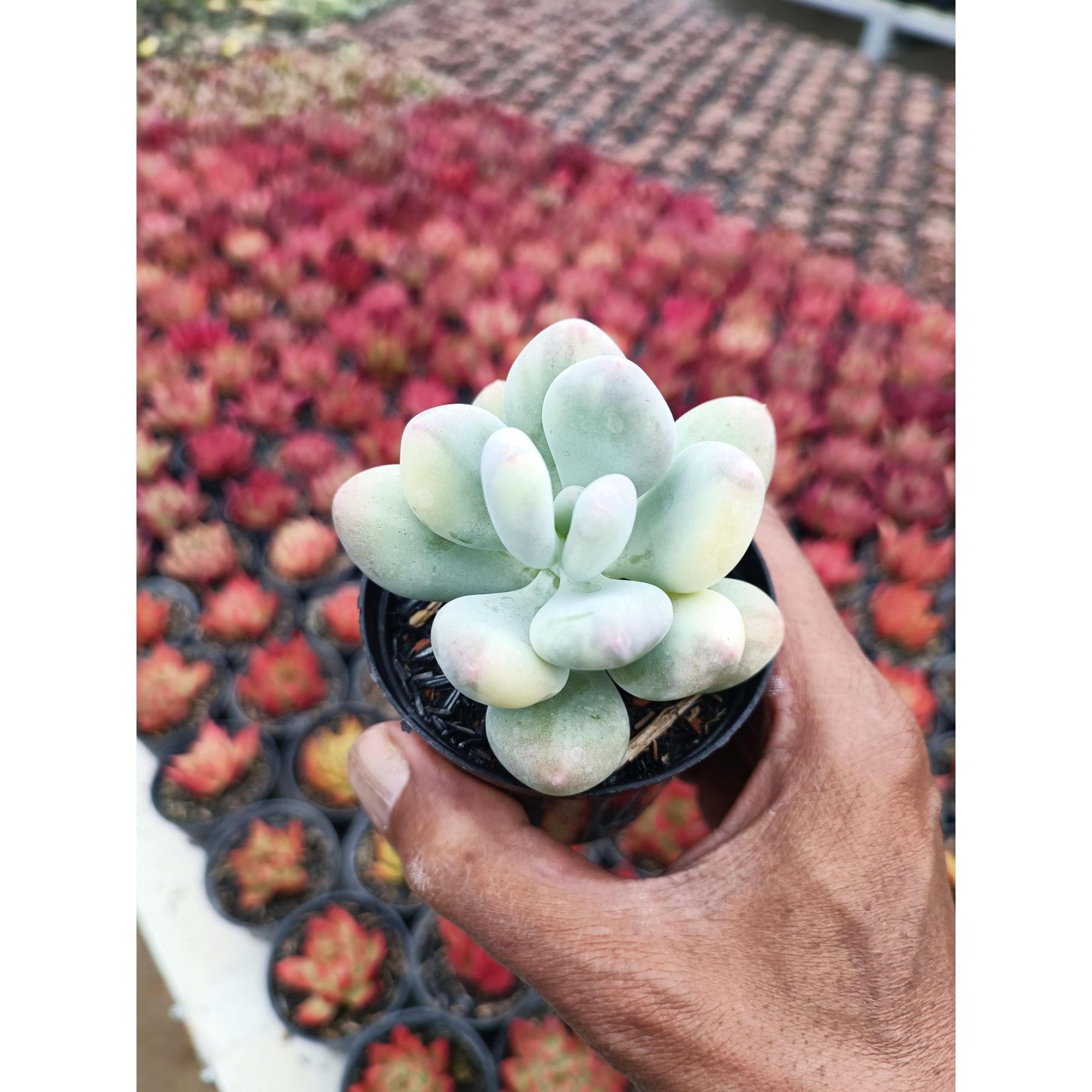 Pachyphytum Oviferum, real feature image plant. Picture taken directly from kaktus.id community Pachyphytum farmer green houses.