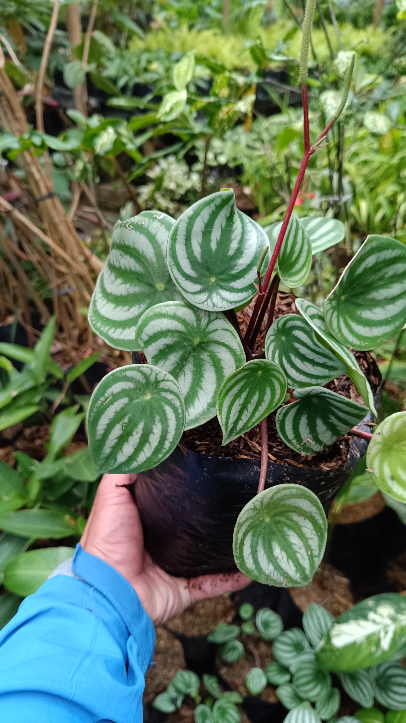 Peperomia Water Milion 10pcs, real gallery image #1 plants.