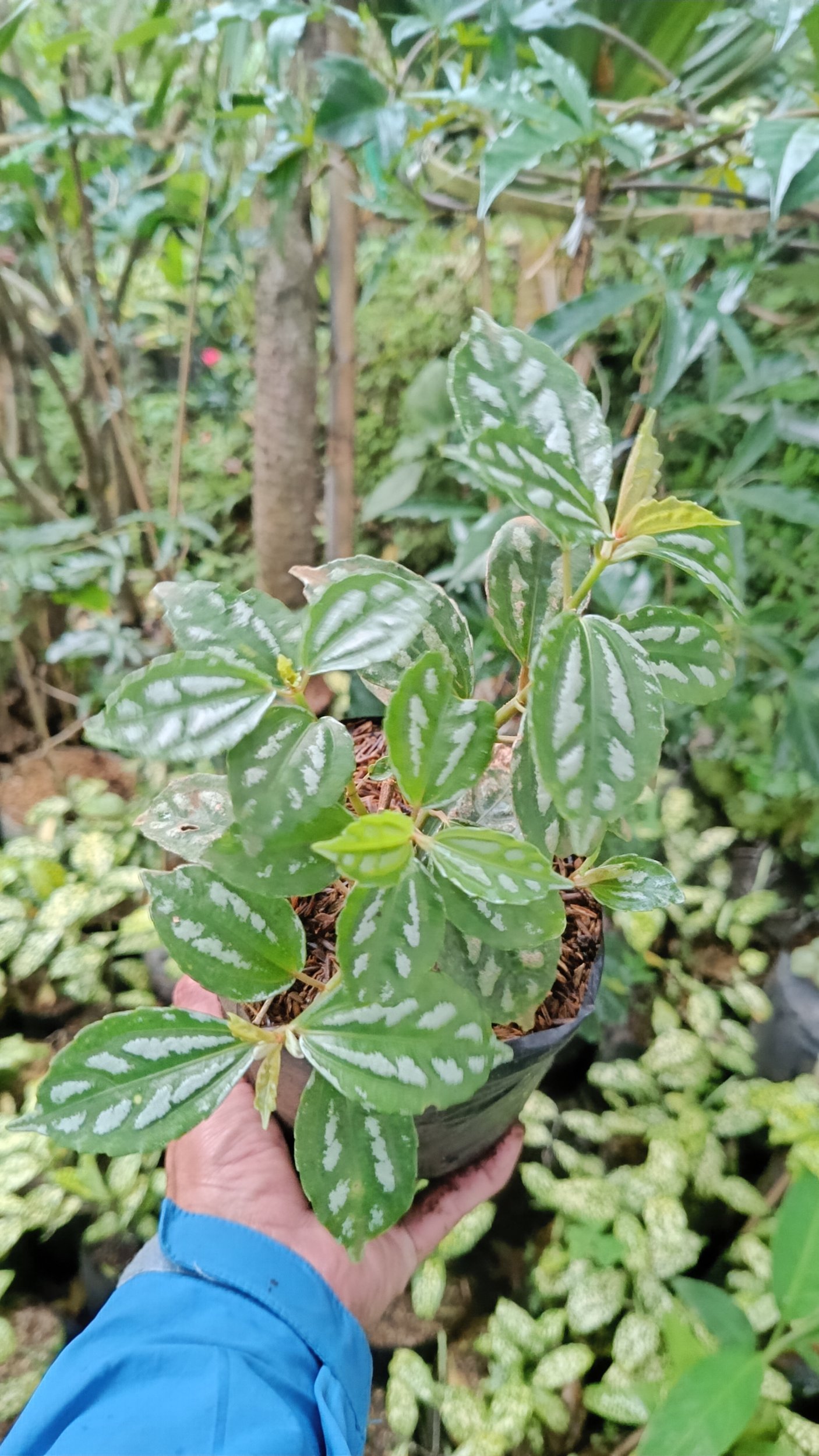 Pilea Cadierei 25pcs, real gallery image #1 plants.