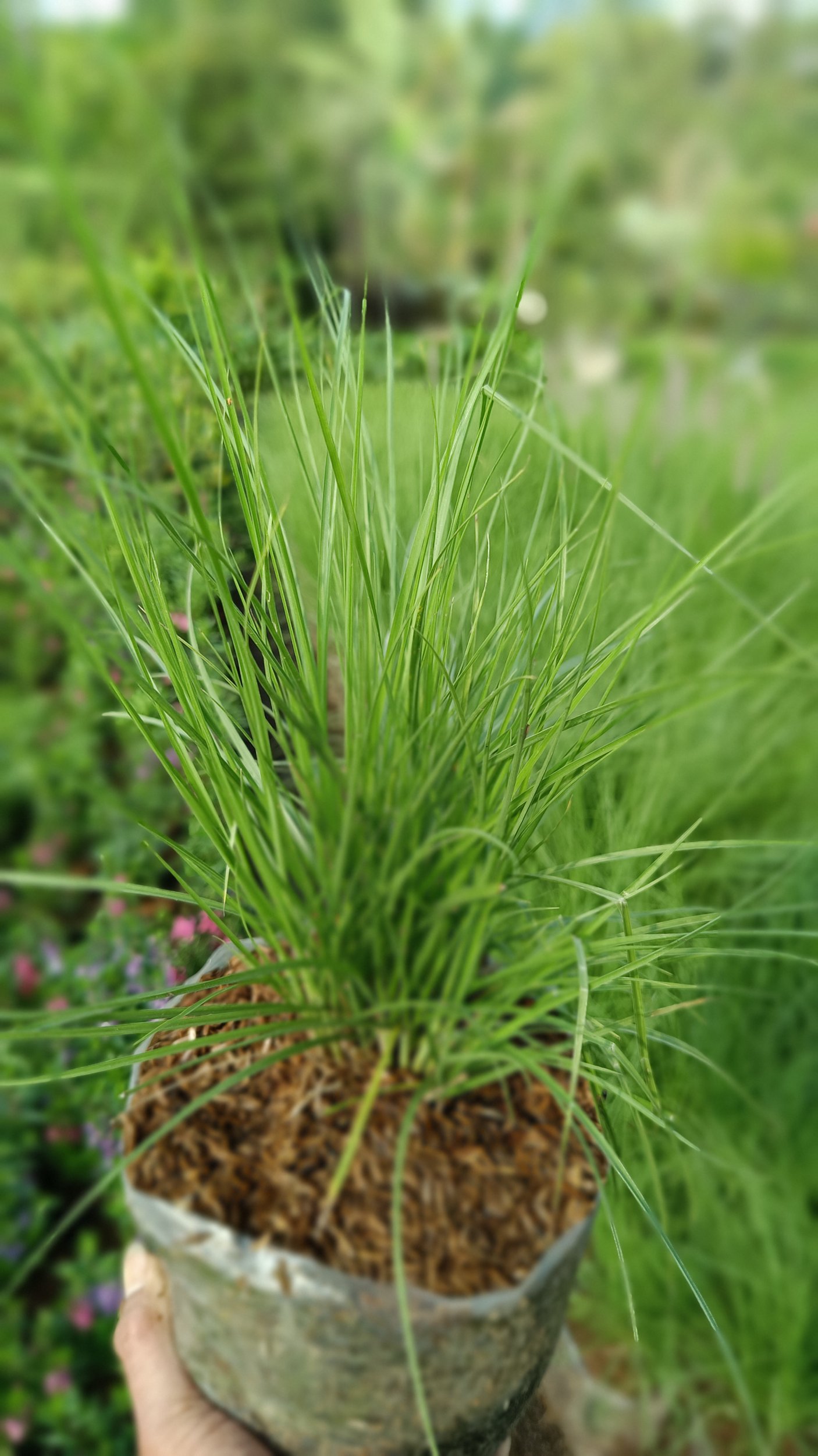 Prairie Dropseed, real gallery image #1 plants.