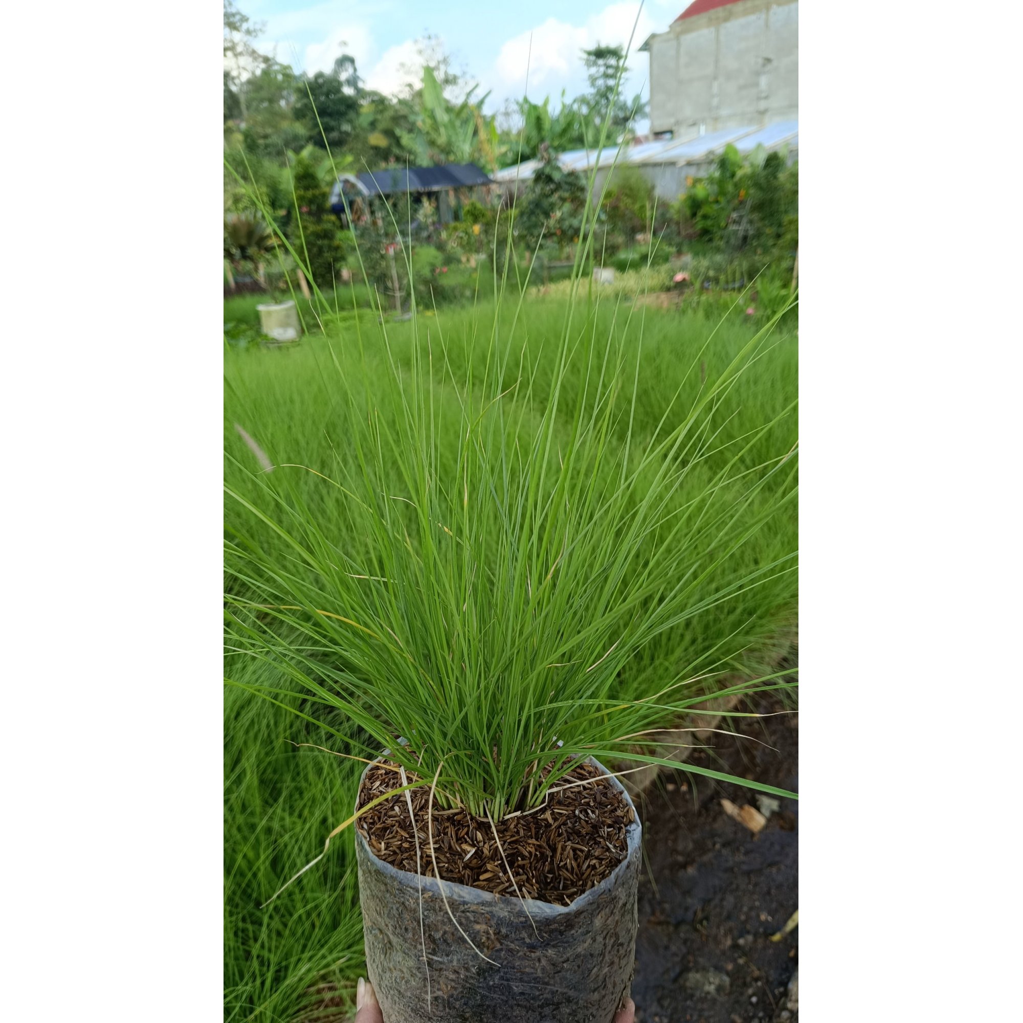 Prairie Dropseed, real feature image plant.