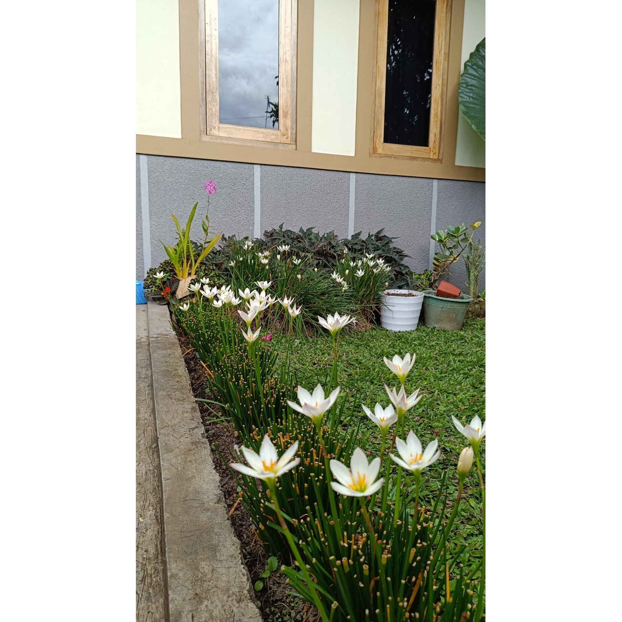 Rain Live / Zephyranthes Candida Tubers 30pcs, real feature image plant.