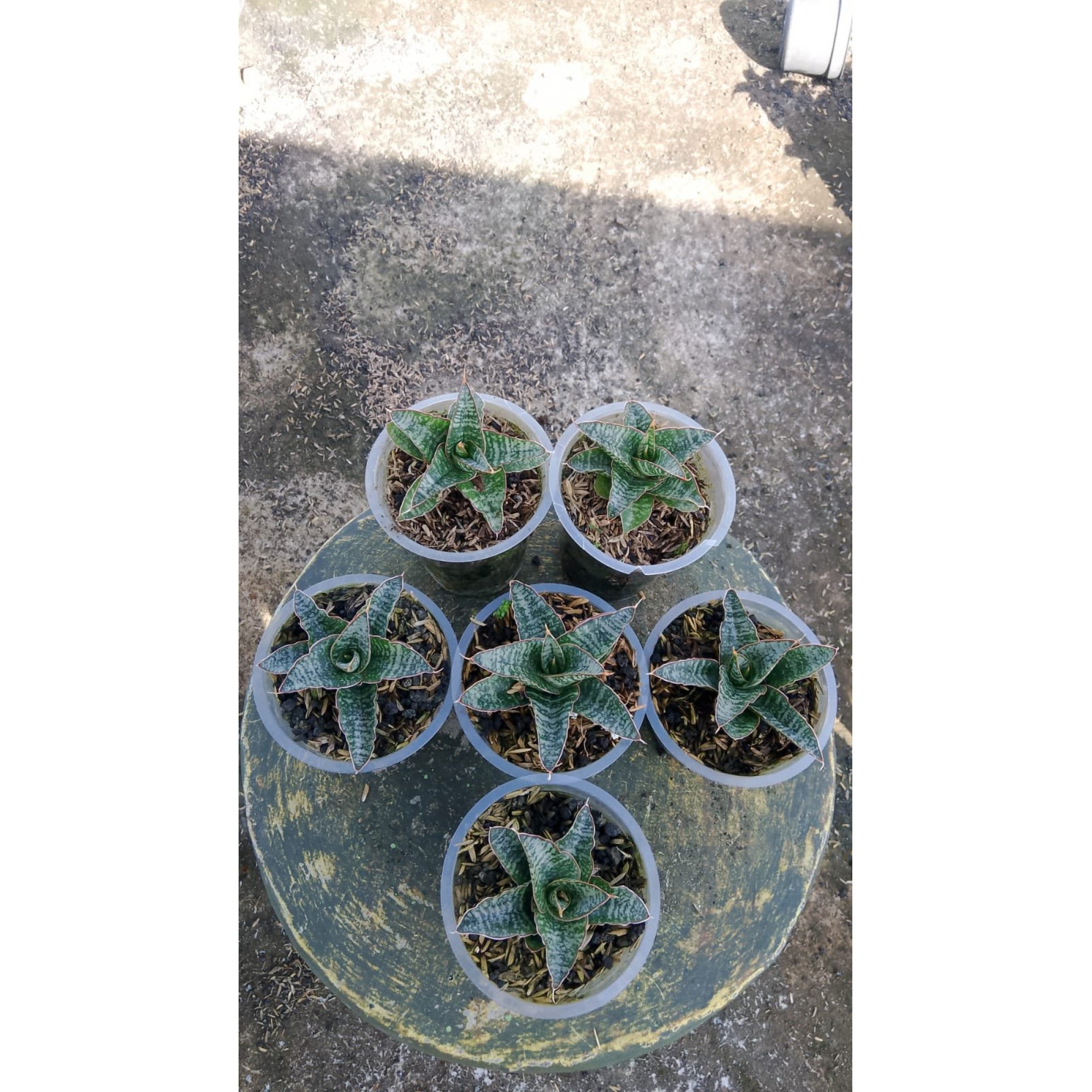 Sansevieria Andalas 5 Pcs, real feature image plant. Picture taken directly from kaktus.id community Sansevieria farmer green houses.