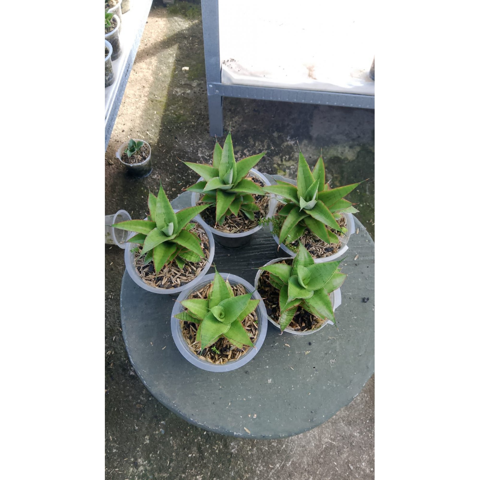 Sansevieria Aulia X Balyi 5 Pcs, real feature image plant. Picture taken directly from kaktus.id community Sansevieria farmer green houses.