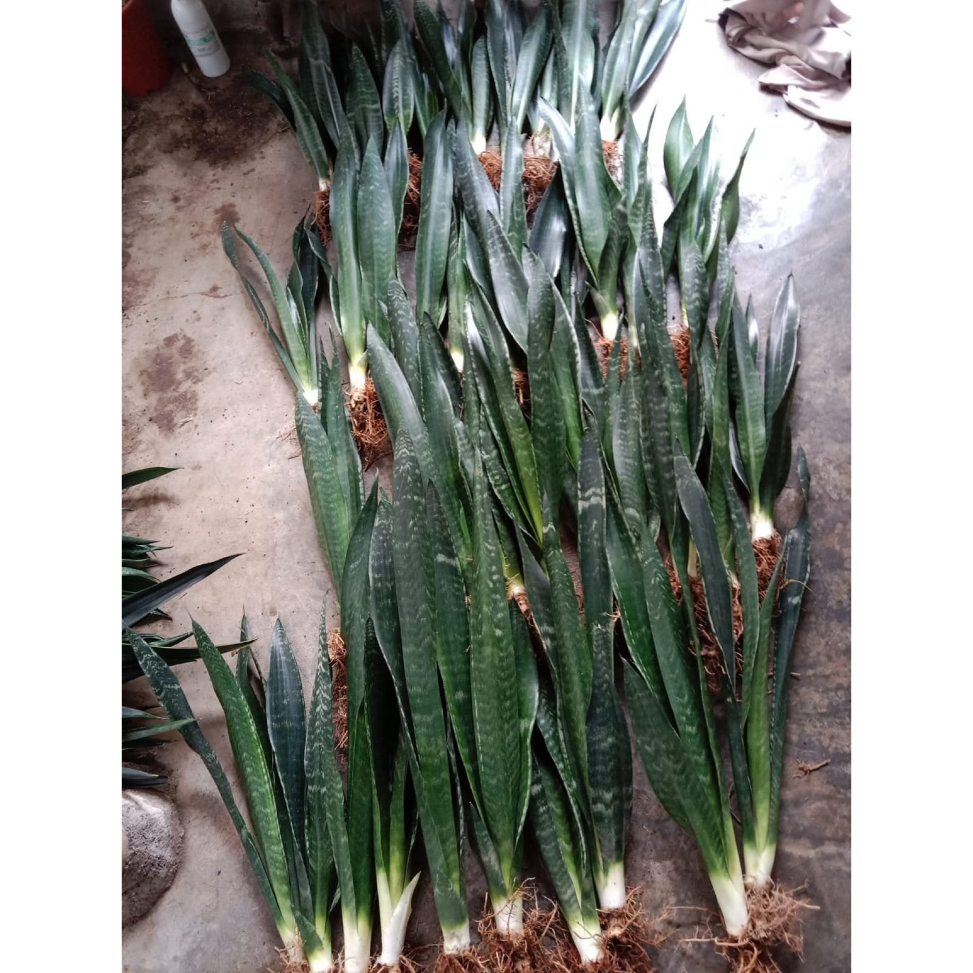 Sansevieria Banded Nelsonii 10 Pcs, real feature image plant. Picture taken directly from kaktus.id community Sansevieria farmer green houses.