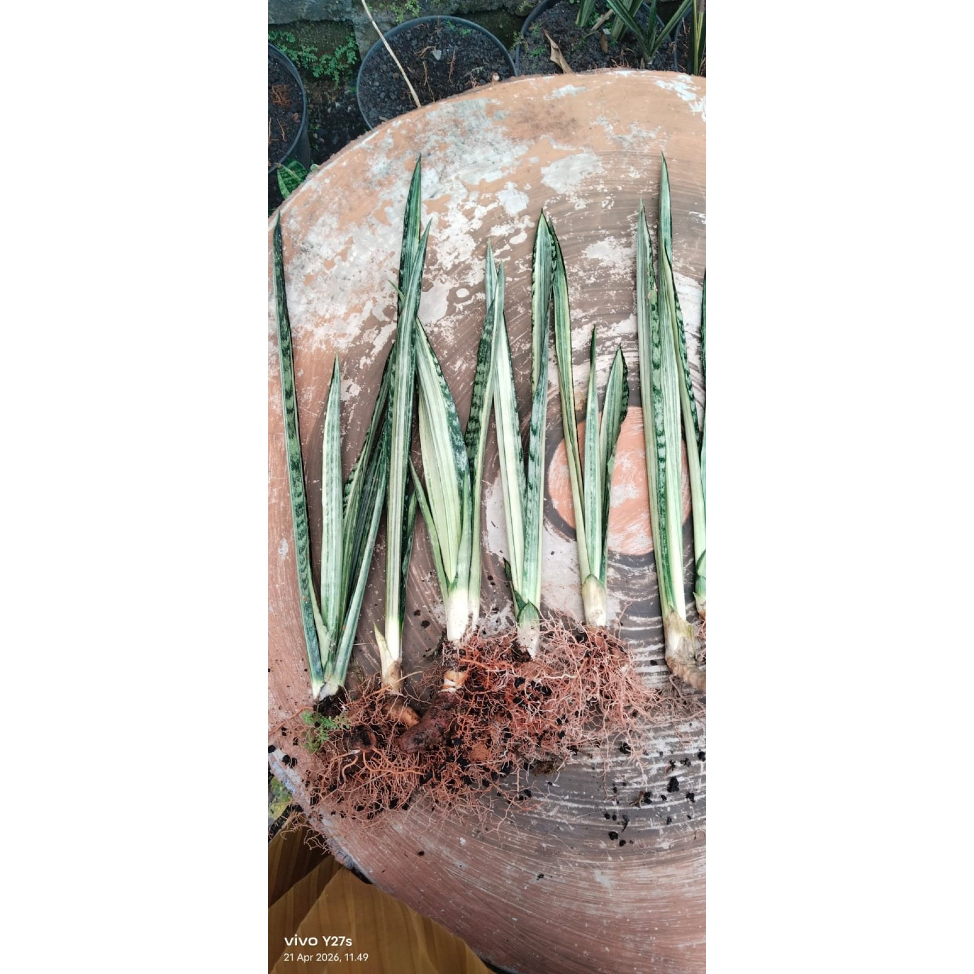 Sansevieria Bantel Batik 10 Pcs, real feature image plant. Picture taken directly from kaktus.id community Sansevieria farmer green houses.
