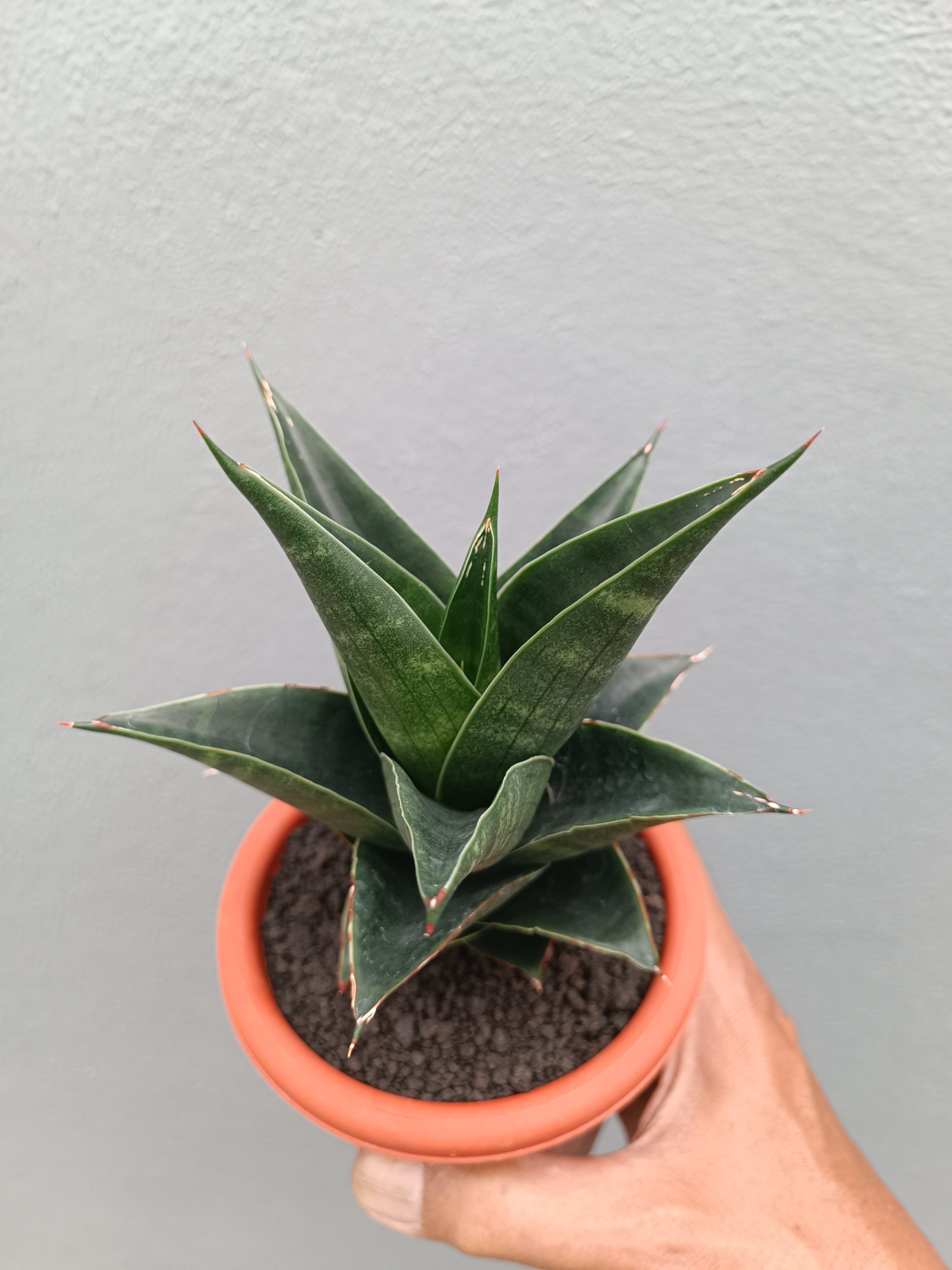 Sansevieria Bardock, real gallery image #1 plants. Picture taken directly from kaktus.id community Sansevieria farmer green houses.