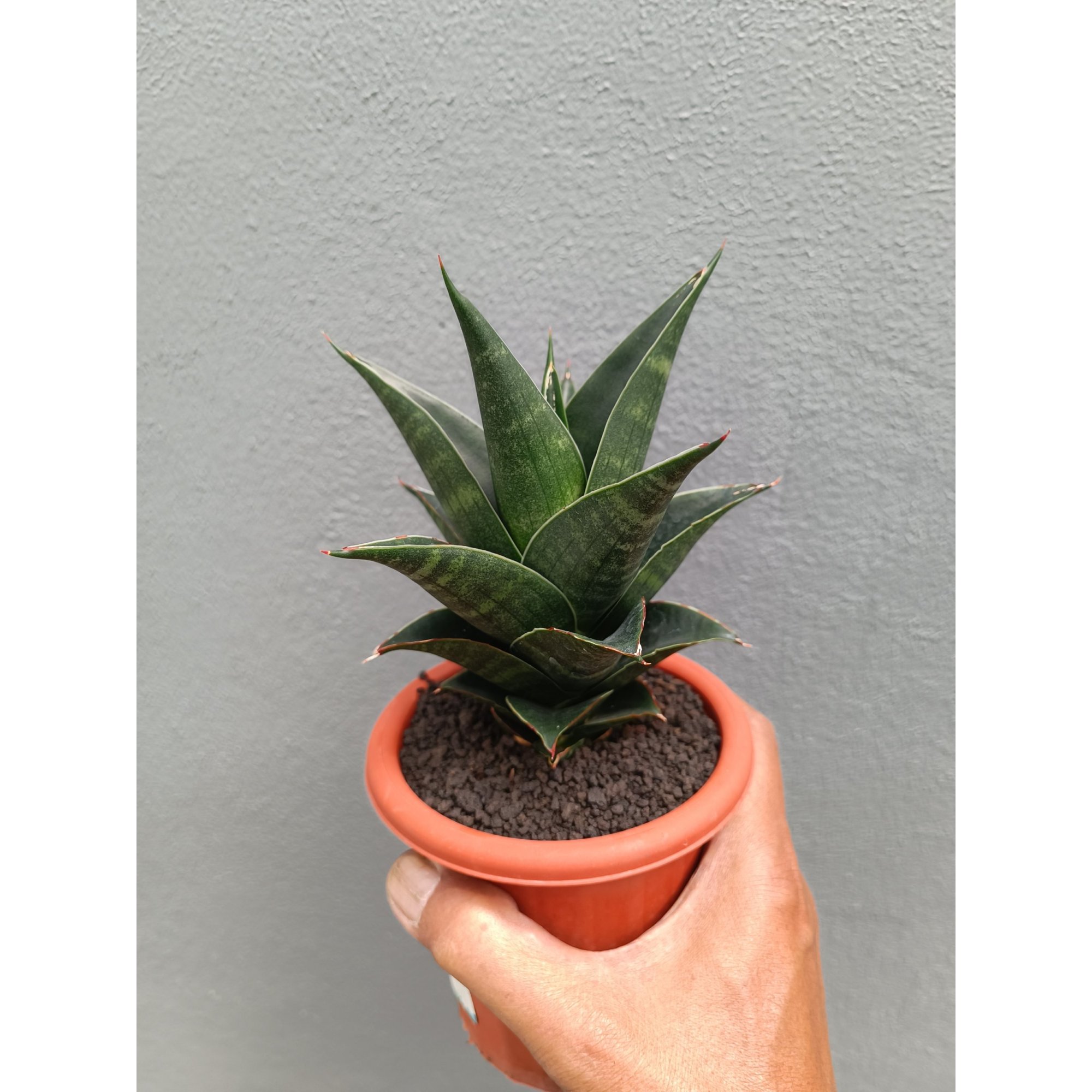Sansevieria Bardock, real feature image plant. Picture taken directly from kaktus.id community Sansevieria farmer green houses.