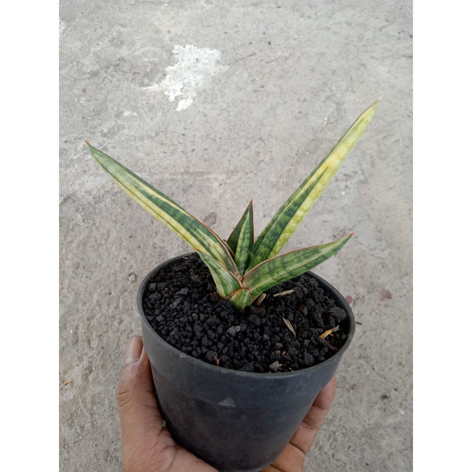 Sansevieria Bella Black Varigated, real feature image plant. Picture taken directly from kaktus.id community Sansevieria farmer green houses.