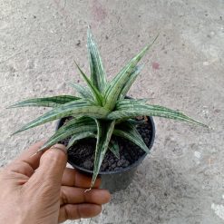 Sansevieria Bianca Size 10 Cm