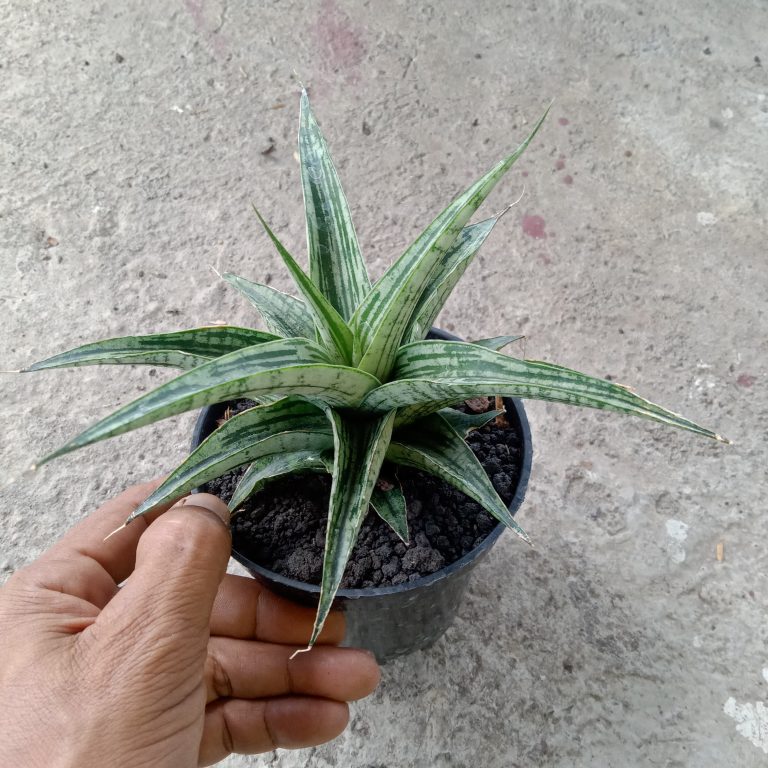2096. Sansevieria Bianca Size 10 Cm