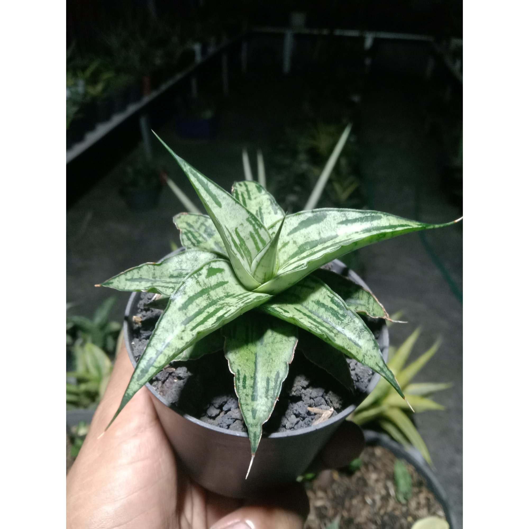 Sansevieria Bianca size 9 cm, real feature image plant. Picture taken directly from kaktus.id community Sansevieria farmer green houses.