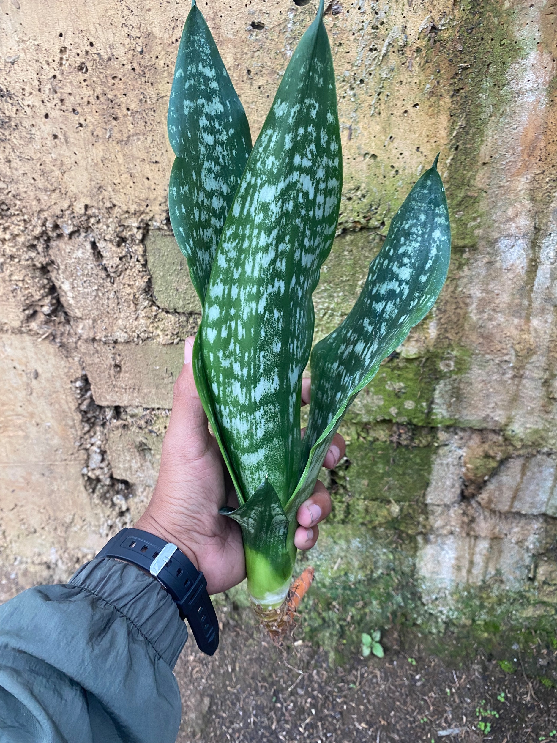 Sansevieria Black Brazilian, real gallery image #1 plants. Picture taken directly from kaktus.id community Sansevieria farmer green houses.