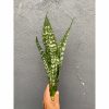 Sansevieria Black Brazilian