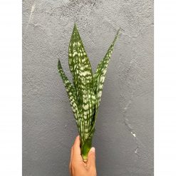 Sansevieria Black Brazilian