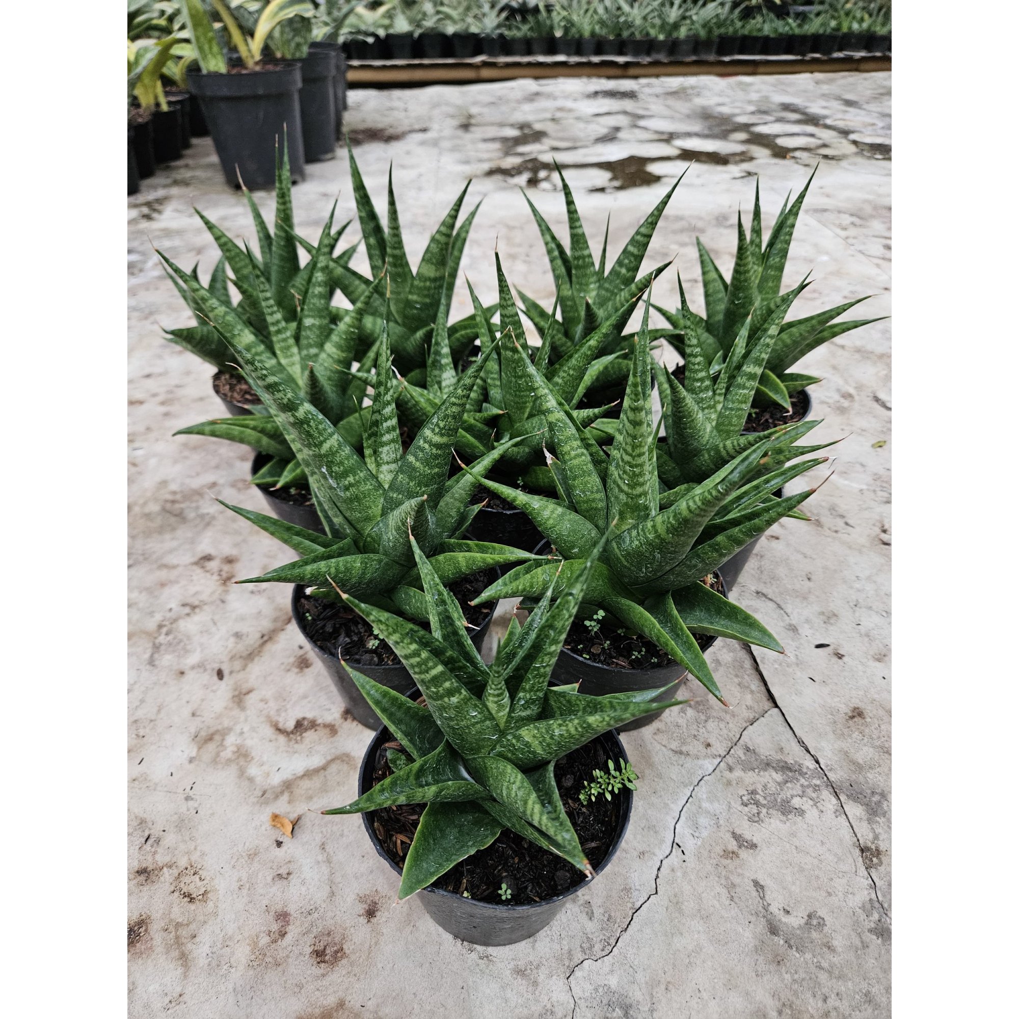 Sansevieria Black Fat, real feature image plant.