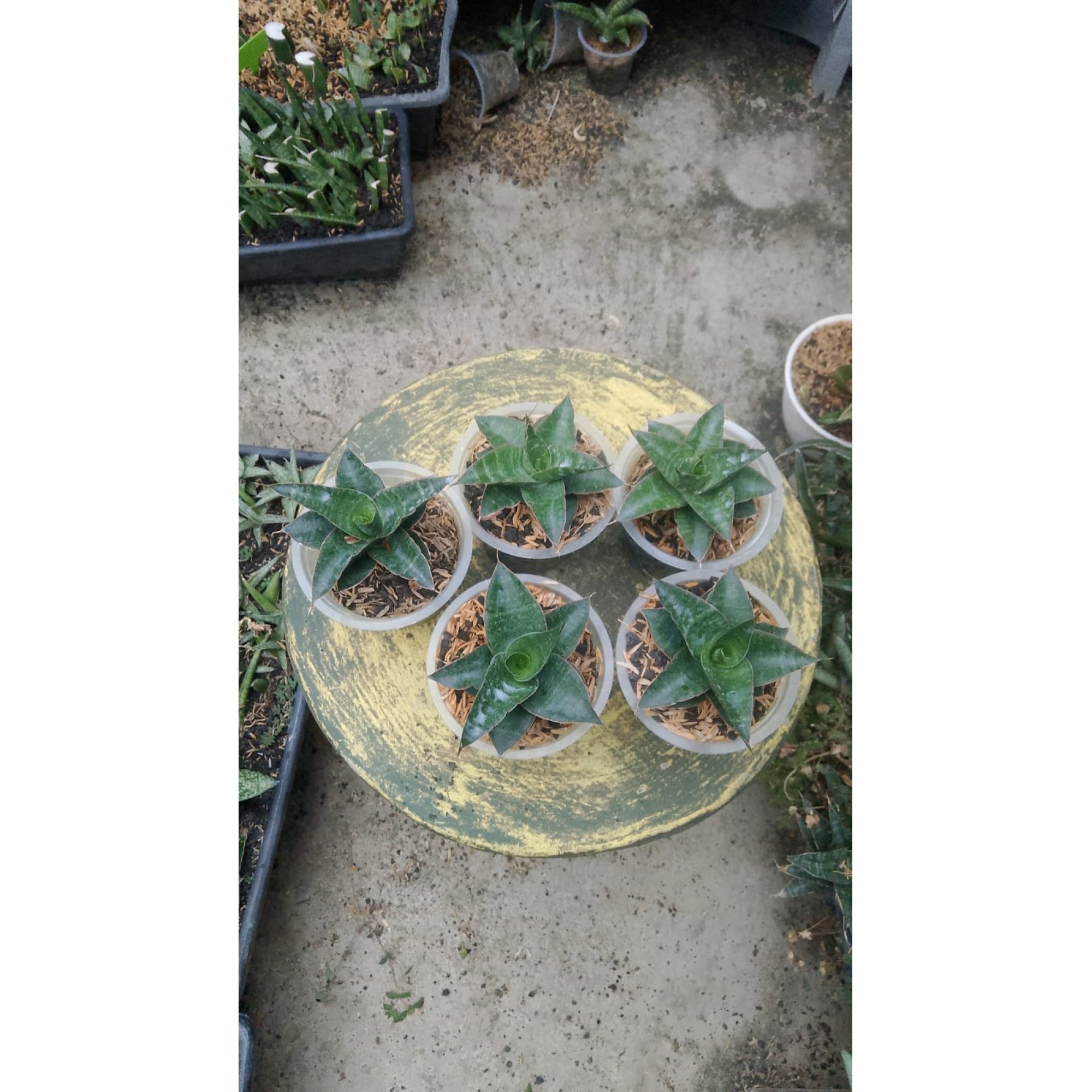 Sansevieria Black Hawk X Ariella 5pcs, real feature image plant. Picture taken directly from kaktus.id community Sansevieria farmer green houses.
