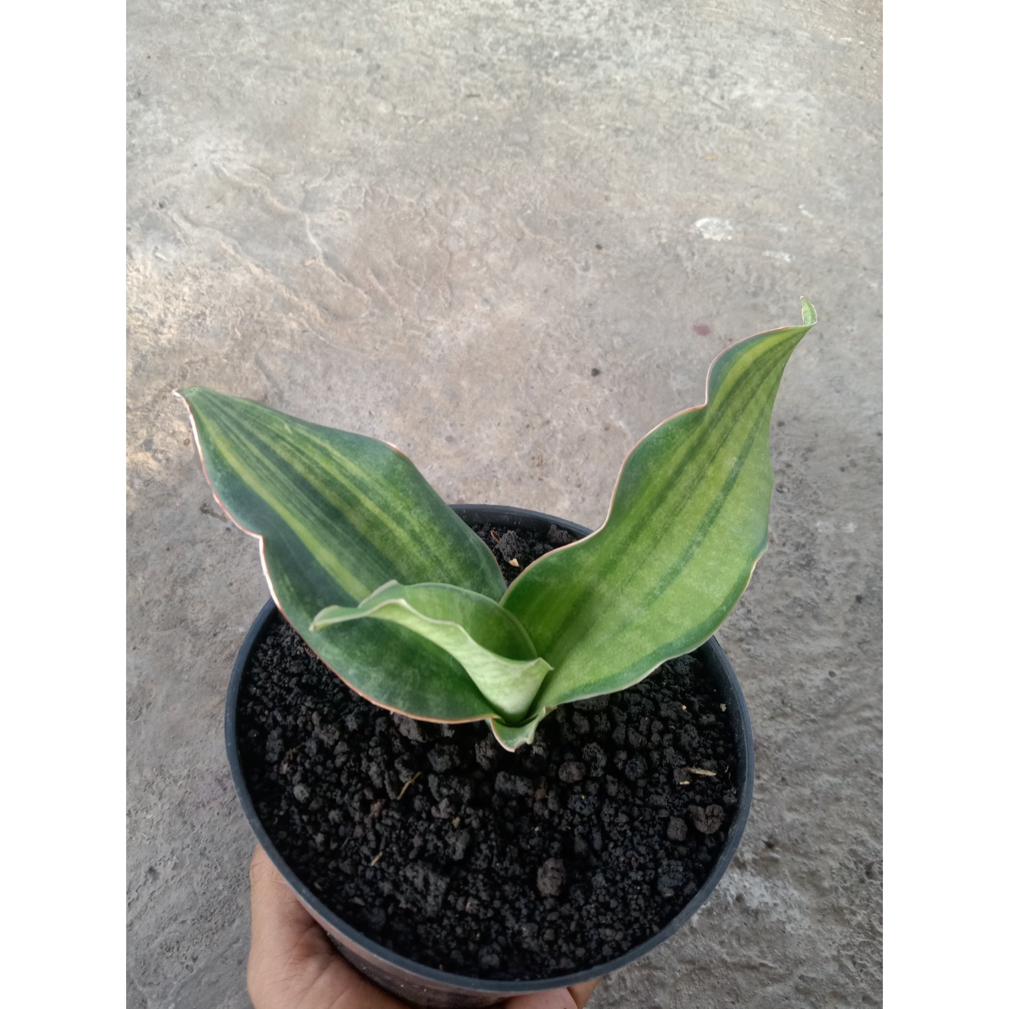 Sansevieria Black Rose Yellow Variegated, real feature image plant. Picture taken directly from kaktus.id community Sansevieria farmer green houses.