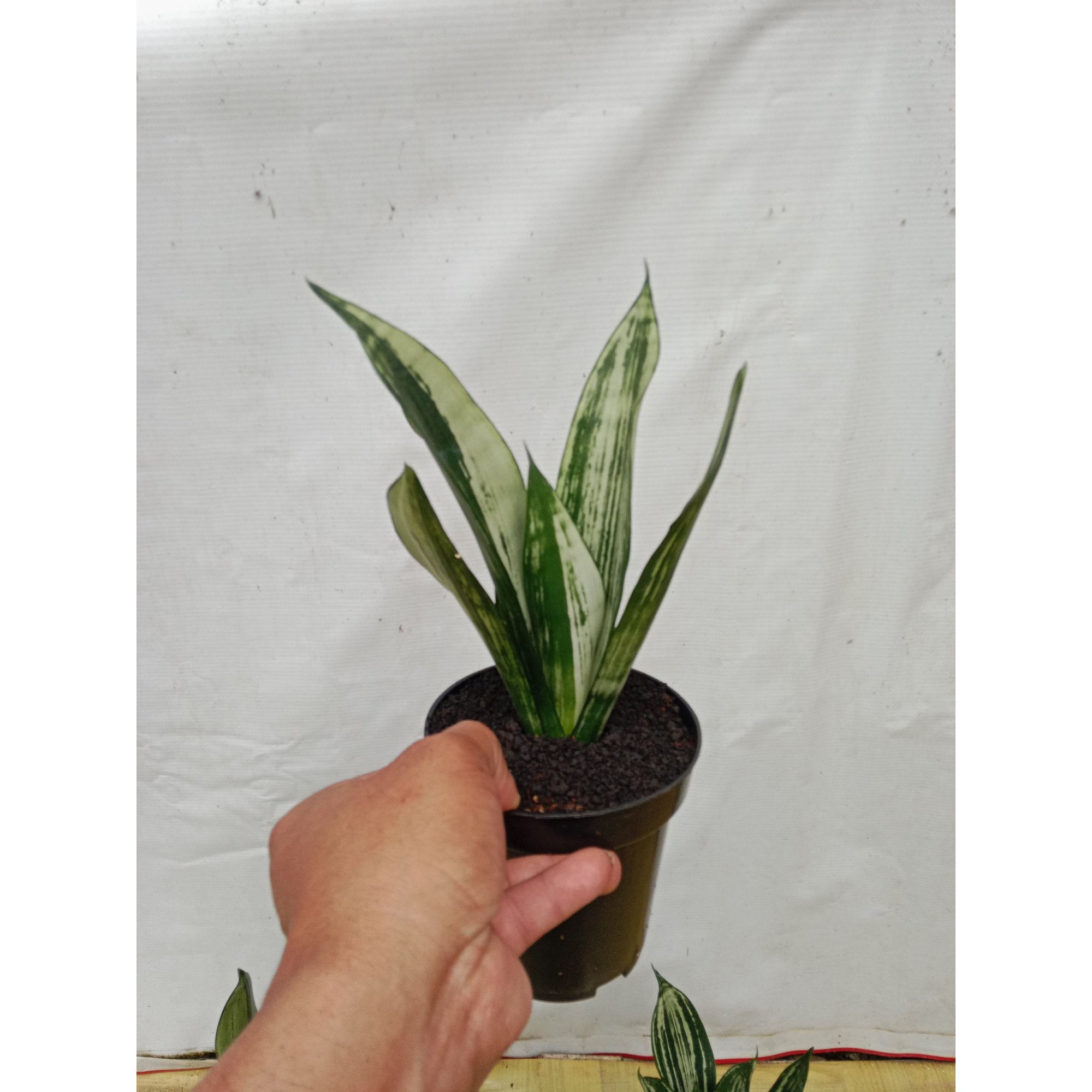 Sansevieria Brazilian Black Pattern, real feature image plant. Picture taken directly from kaktus.id community Sansevieria farmer green houses.