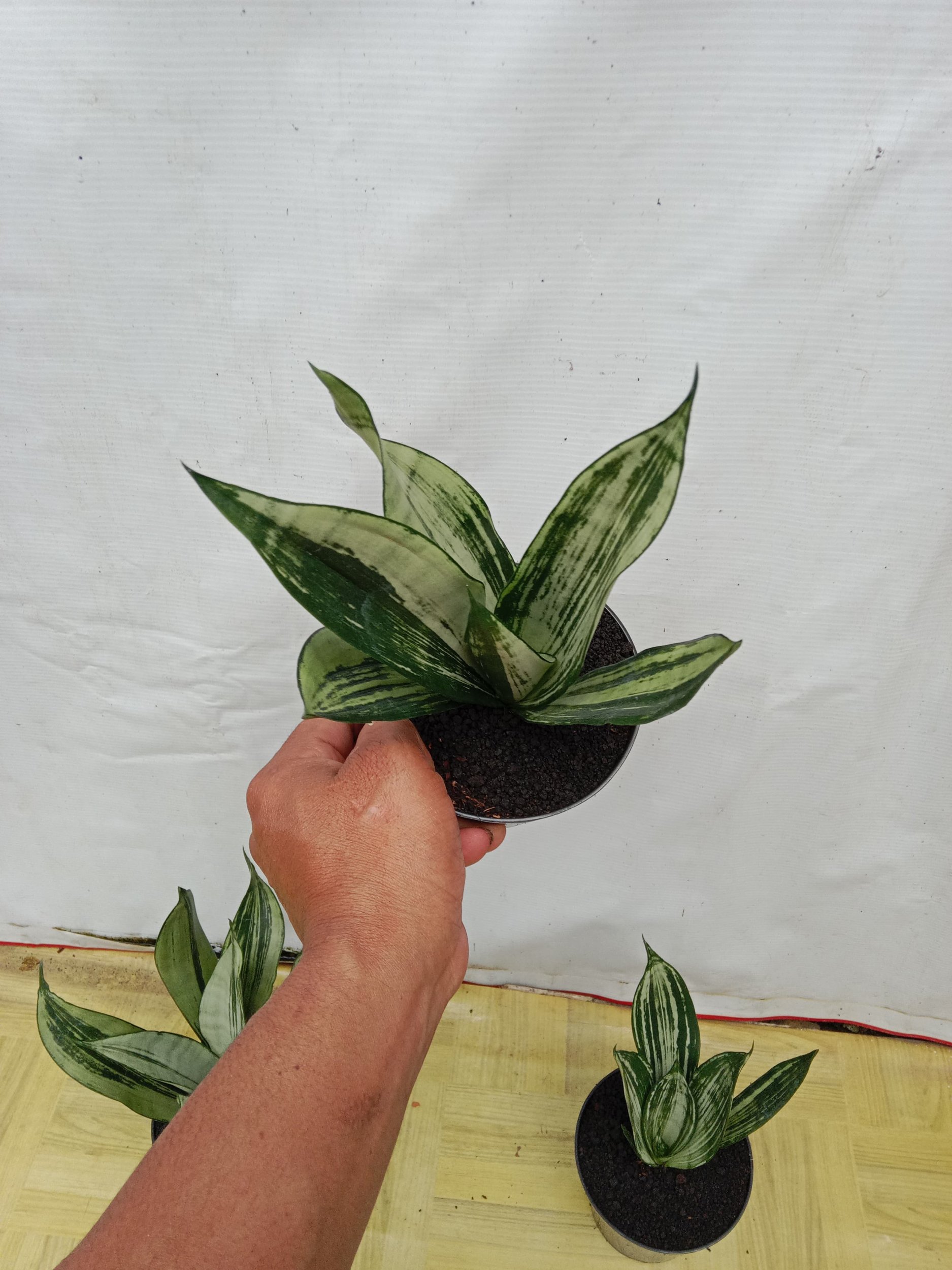 Sansevieria Brazilian Black Pattern, real gallery image #1 plants. Picture taken directly from kaktus.id community Sansevieria farmer green houses.