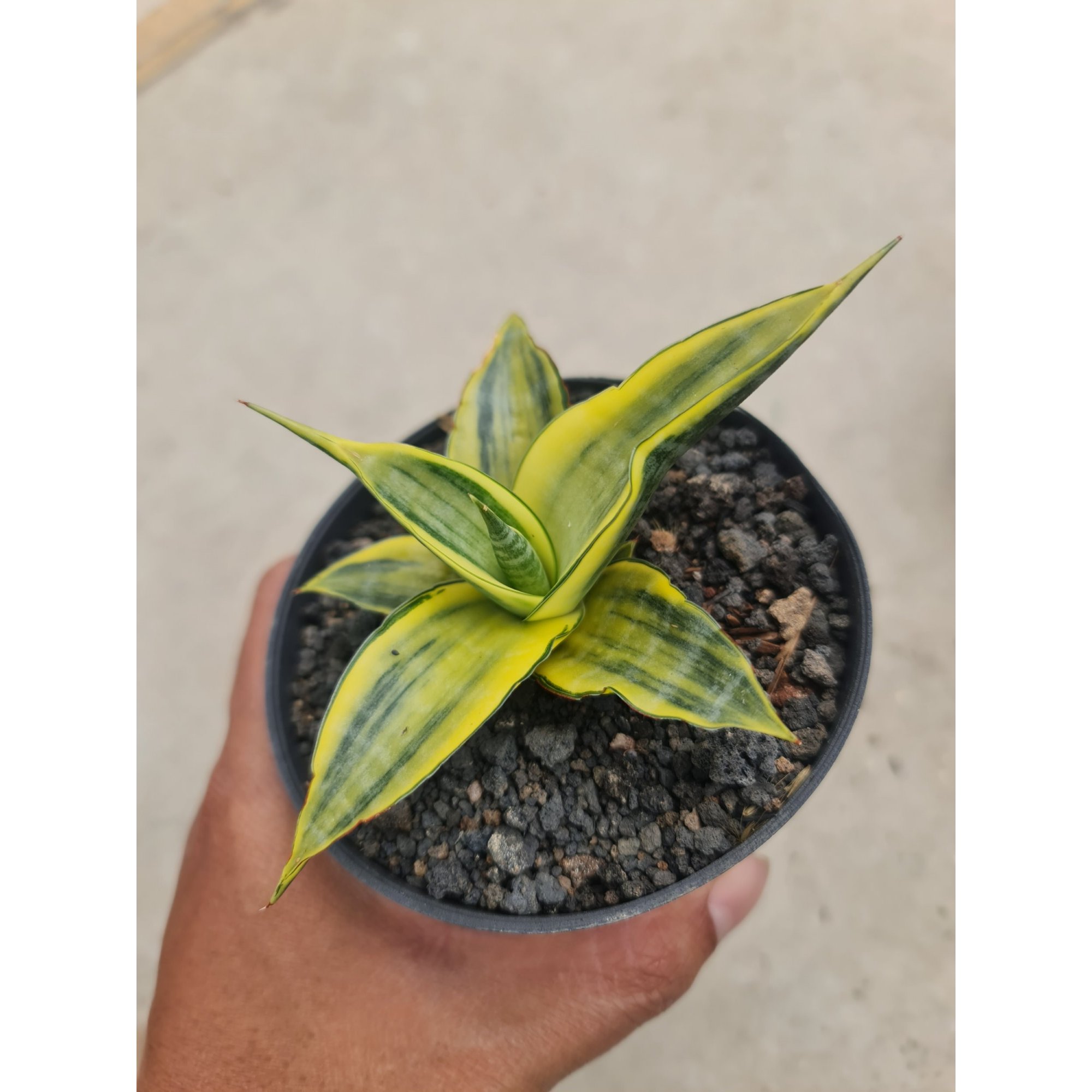 Sansevieria Cordova Thick Leaves Size 8-9cm, real feature image plant. Picture taken directly from kaktus.id community Sansevieria farmer green houses.