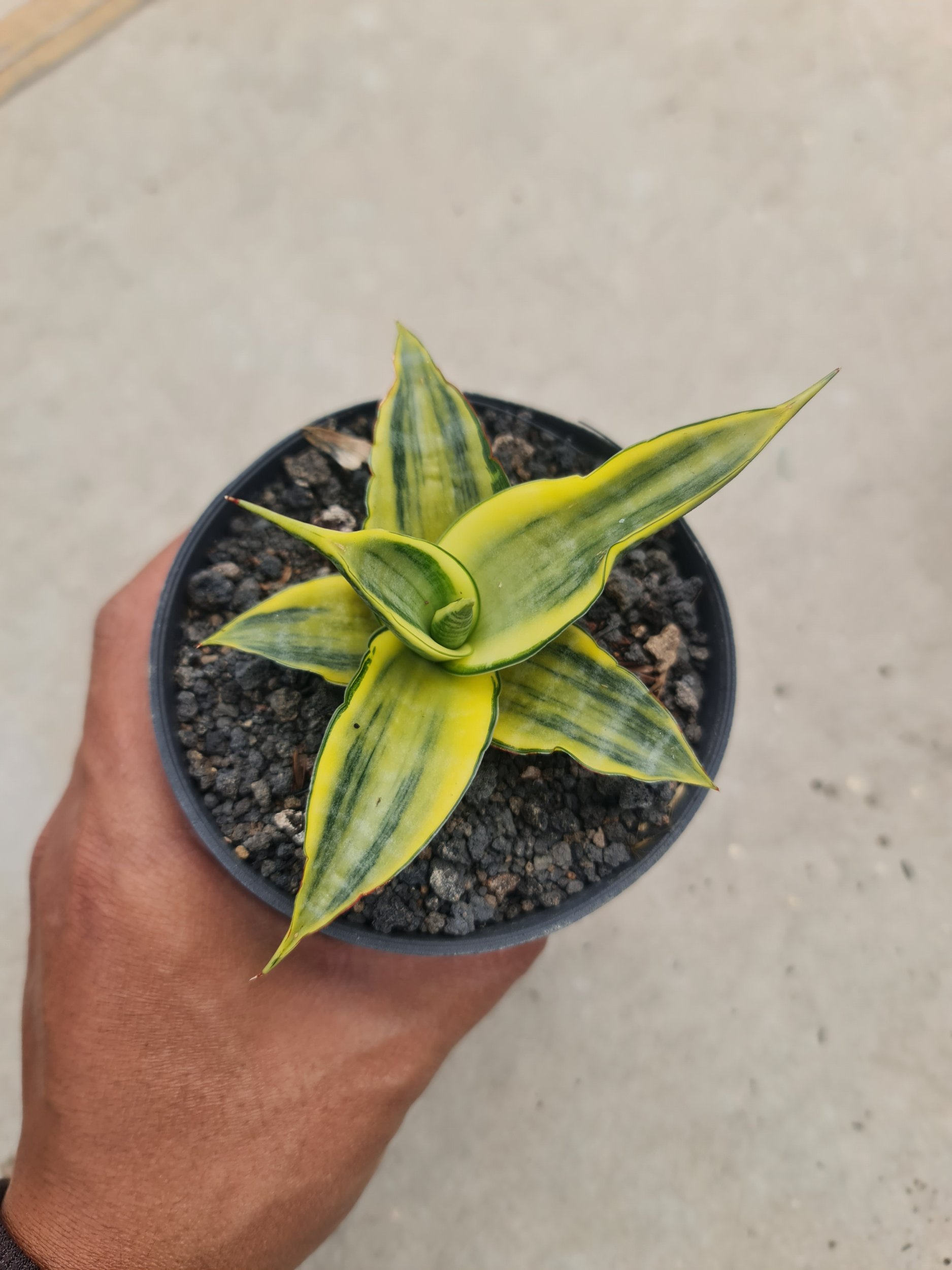 Sansevieria Cordova Thick Leaves Size 8-9cm, real gallery image #1 plants. Picture taken directly from kaktus.id community Sansevieria farmer green houses.