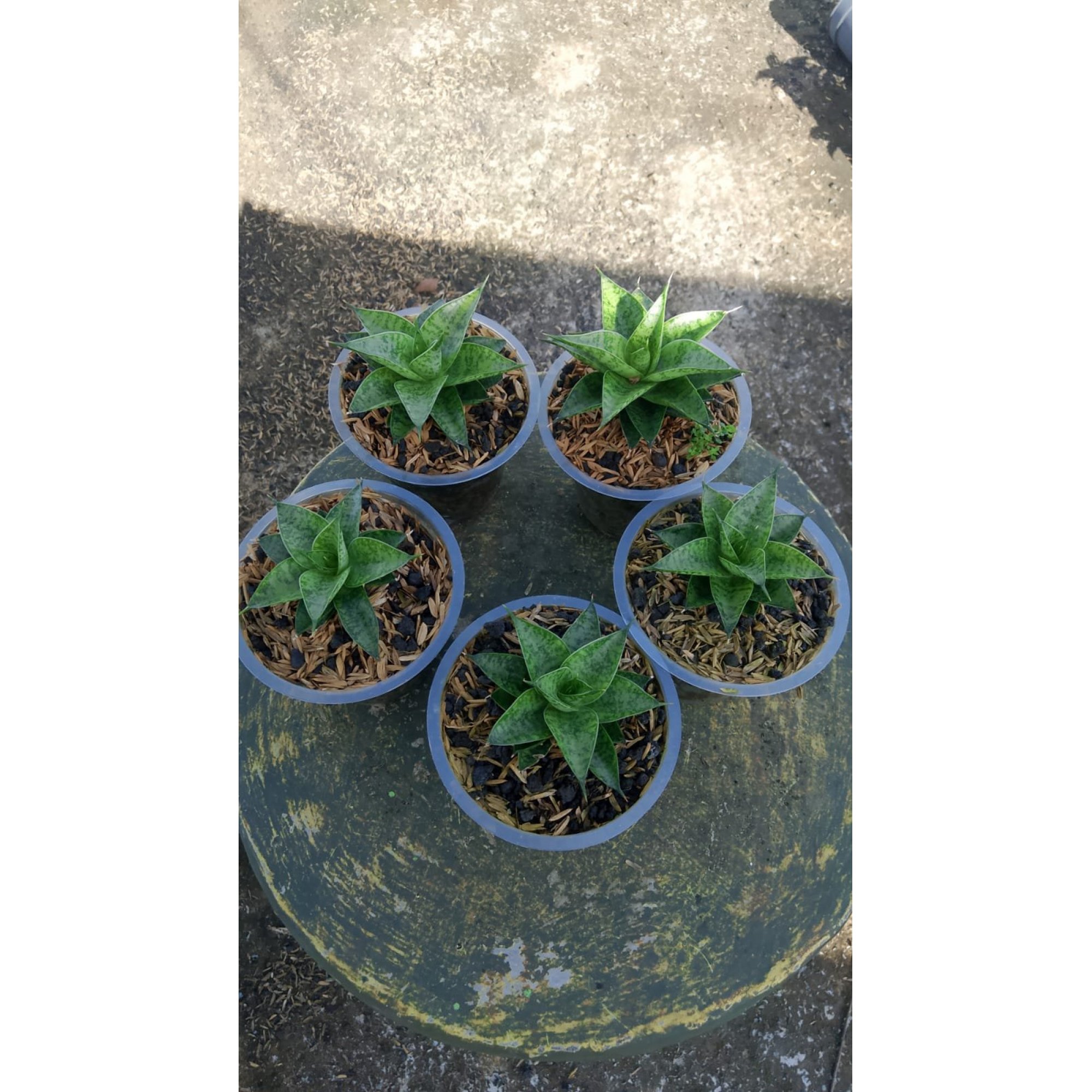 Sansevieria Cordova X Hybrid 5 Pcs, real feature image plant. Picture taken directly from kaktus.id community Sansevieria farmer green houses.
