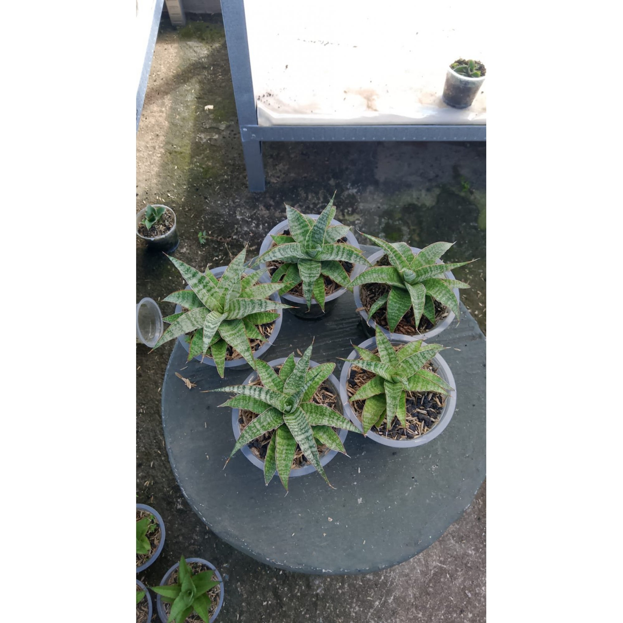Sansevieria Cordova X Ladycarm 5 Pcs, real feature image plant. Picture taken directly from kaktus.id community Sansevieria farmer green houses.