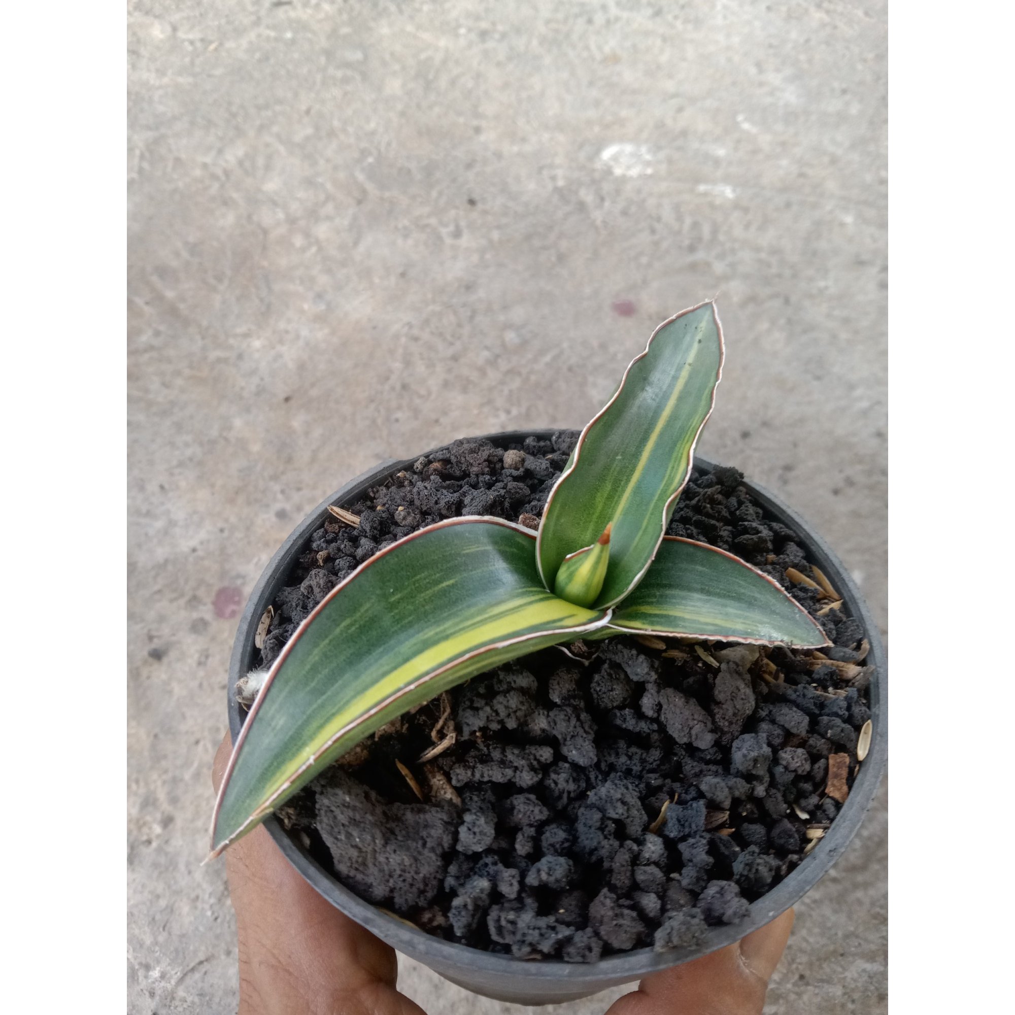 Sansevieria Dark Green Clone Yellow Variegated size 14 cm, real feature image plant. Picture taken directly from kaktus.id community Sansevieria farmer green houses.