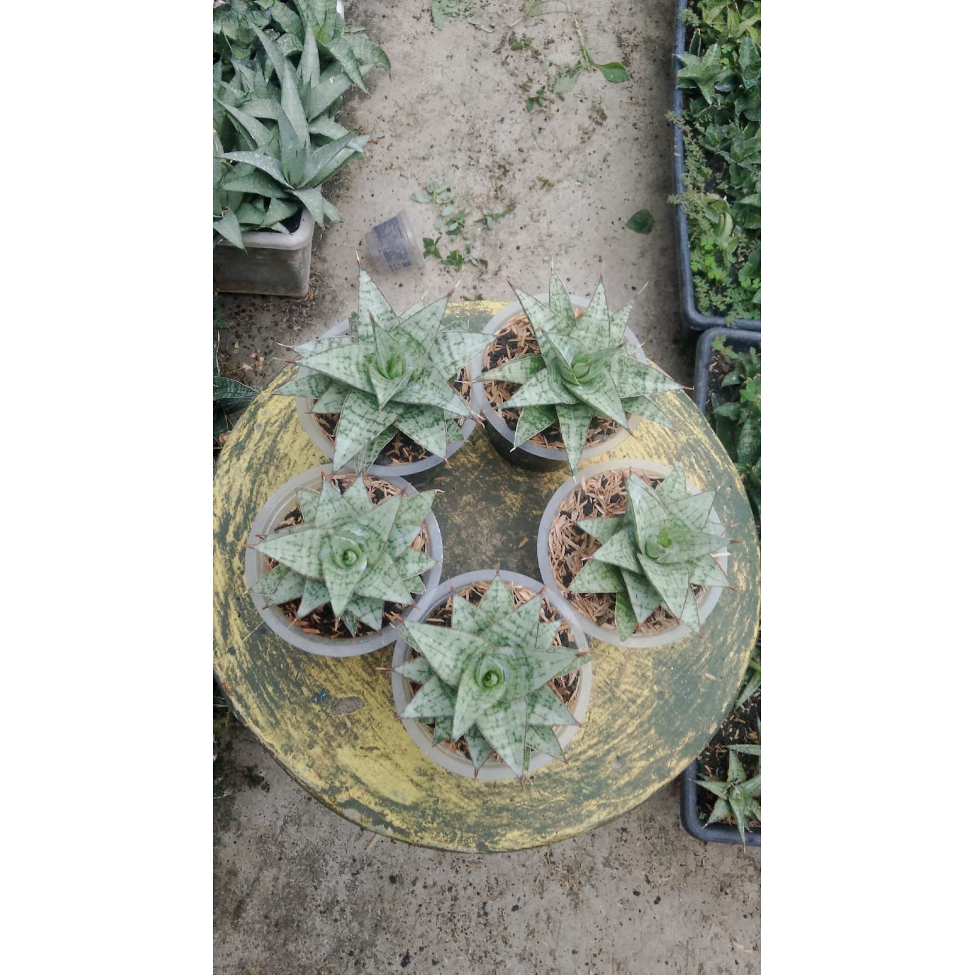 Sansevieria Deasy 5 Pcs, real feature image plant. Picture taken directly from kaktus.id community Sansevieria farmer green houses.
