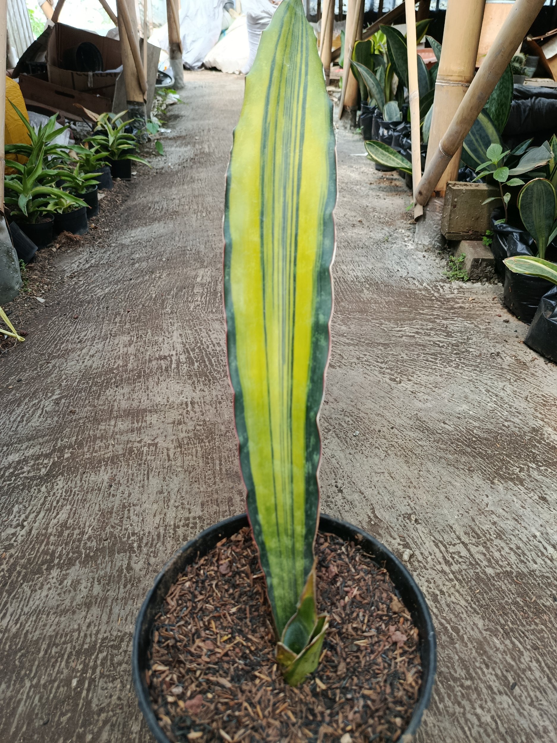 Sansevieria Douglas Variegated 1 Leaf, real gallery image #1 plants. Picture taken directly from kaktus.id community Sansevieria farmer green houses.