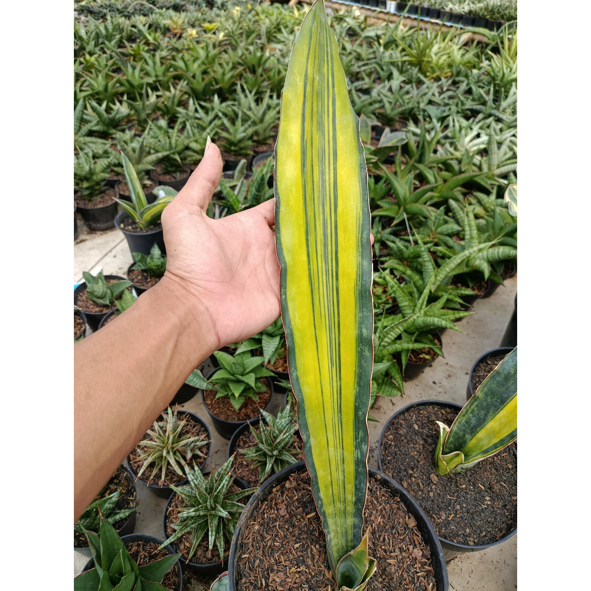 Sansevieria Douglas Variegated 1 Leaf, real feature image plant. Picture taken directly from kaktus.id community Sansevieria farmer green houses.