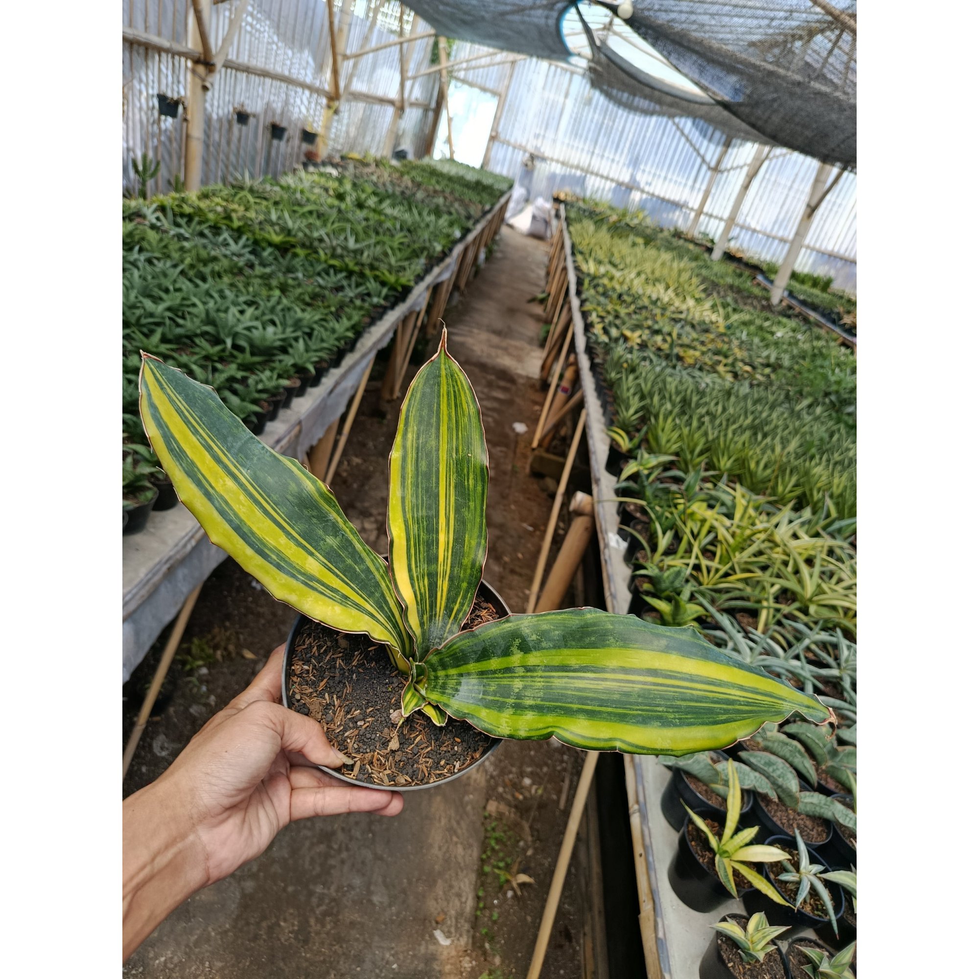 Sansevieria Douglas Variegated size 26 cm, real feature image plant. Picture taken directly from kaktus.id community Sansevieria farmer green houses.
