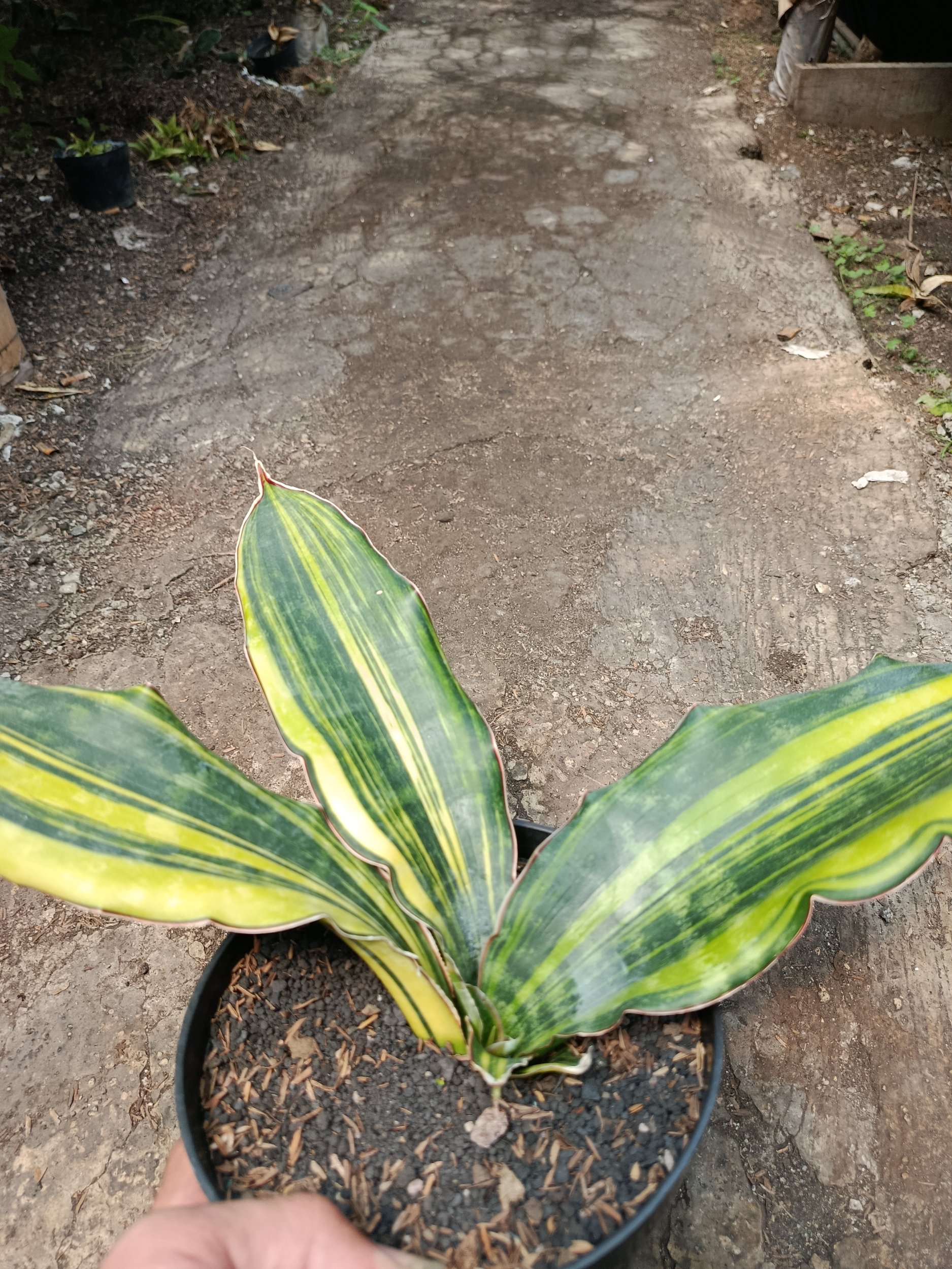 Sansevieria Douglas Variegated size 26 cm, real gallery image #1 plants. Picture taken directly from kaktus.id community Sansevieria farmer green houses.