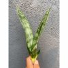 Sansevieria Frozen