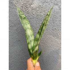 Sansevieria Frozen