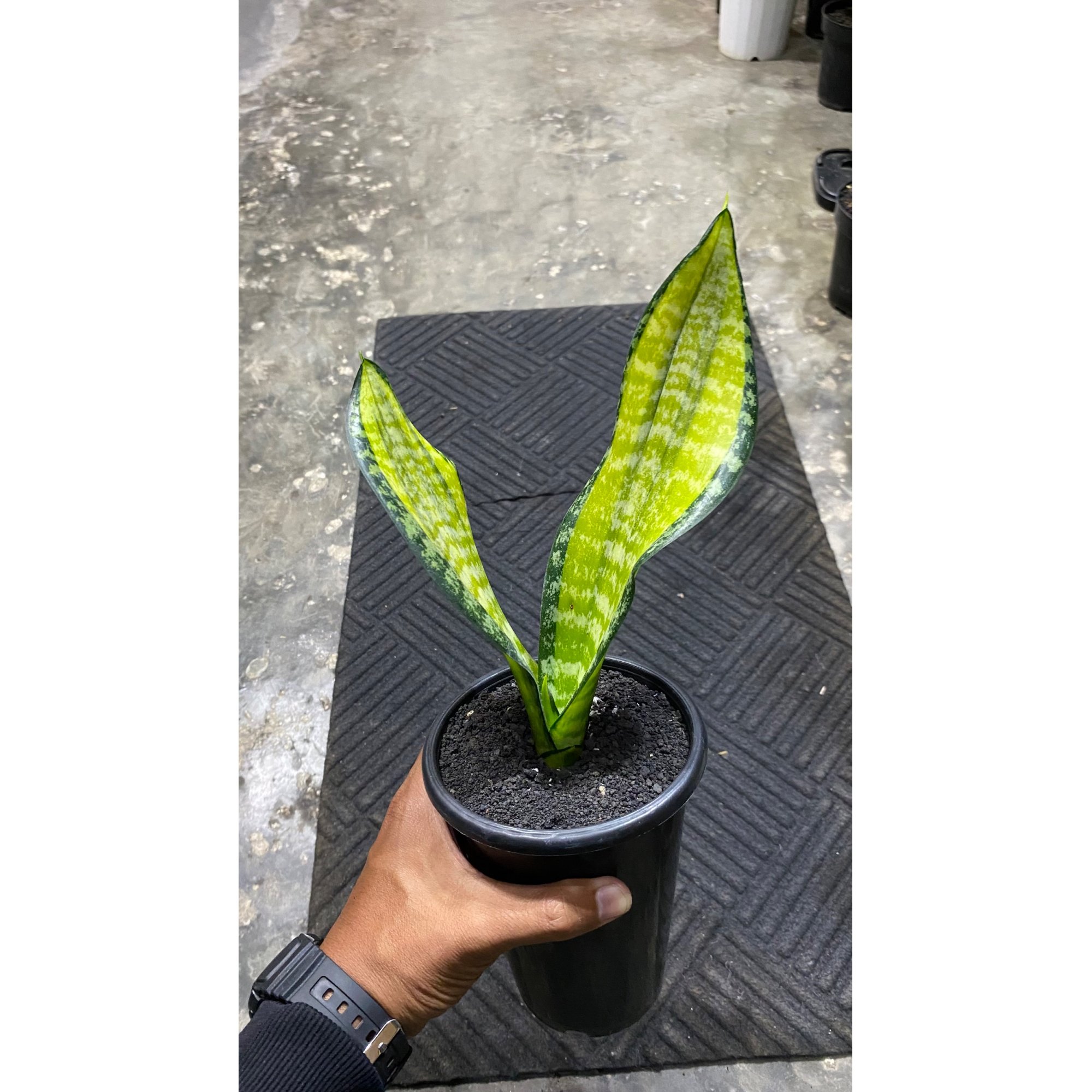 Sansevieria Futura Pulsar 2 Leaves, real feature image plant. Picture taken directly from kaktus.id community Sansevieria farmer green houses.