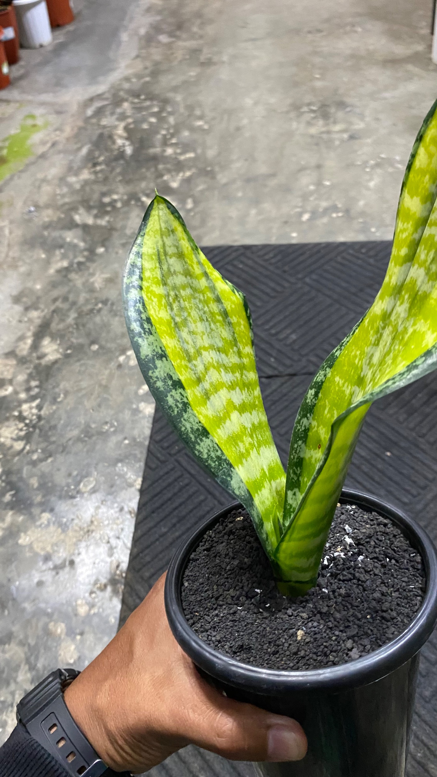 Sansevieria Futura Pulsar 2 Leaves, real gallery image #1 plants. Picture taken directly from kaktus.id community Sansevieria farmer green houses.