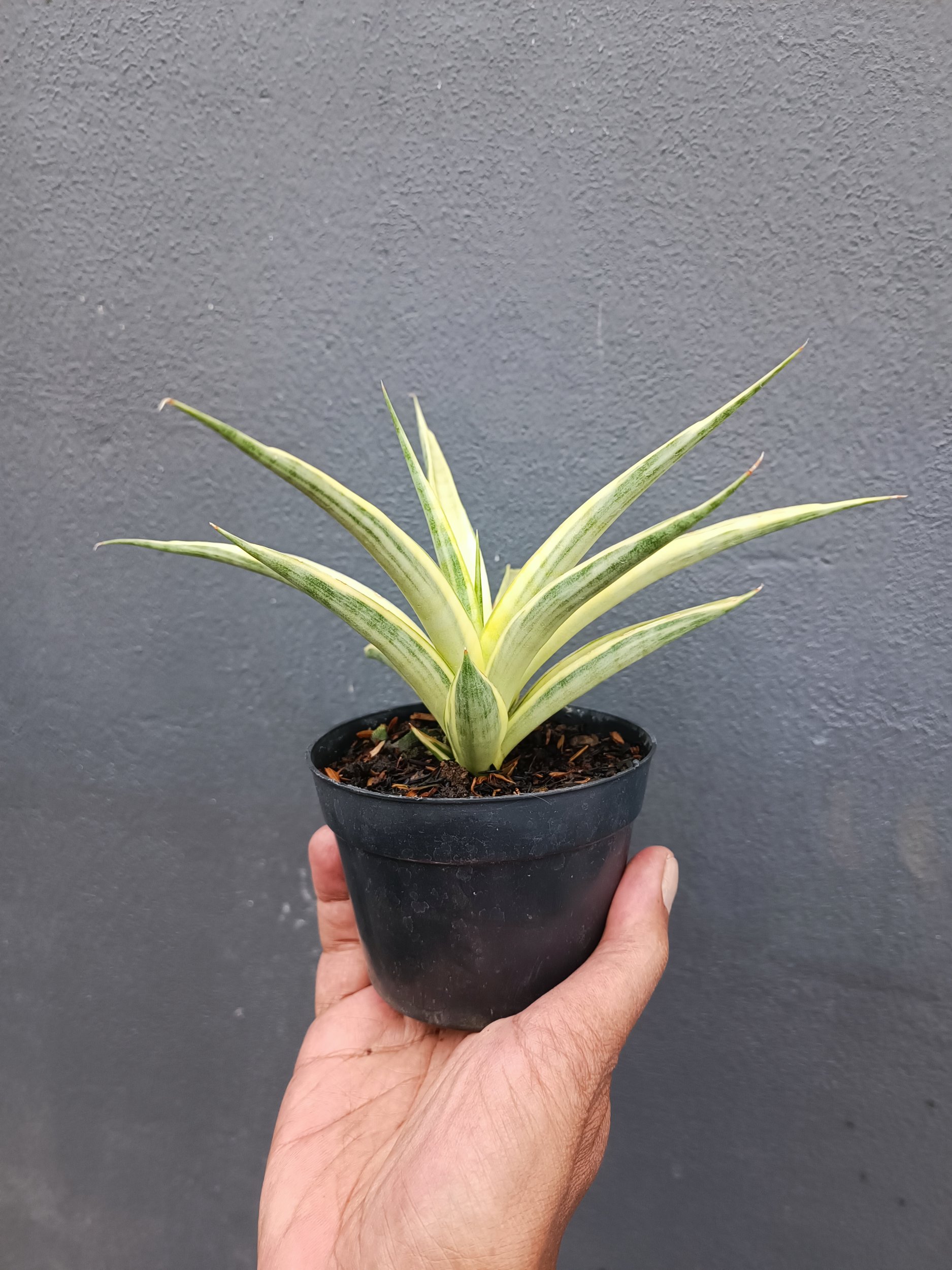 Sansevieria Gracilima size 20 cm, real gallery image #1 plants. Picture taken directly from kaktus.id community Sansevieria farmer green houses.