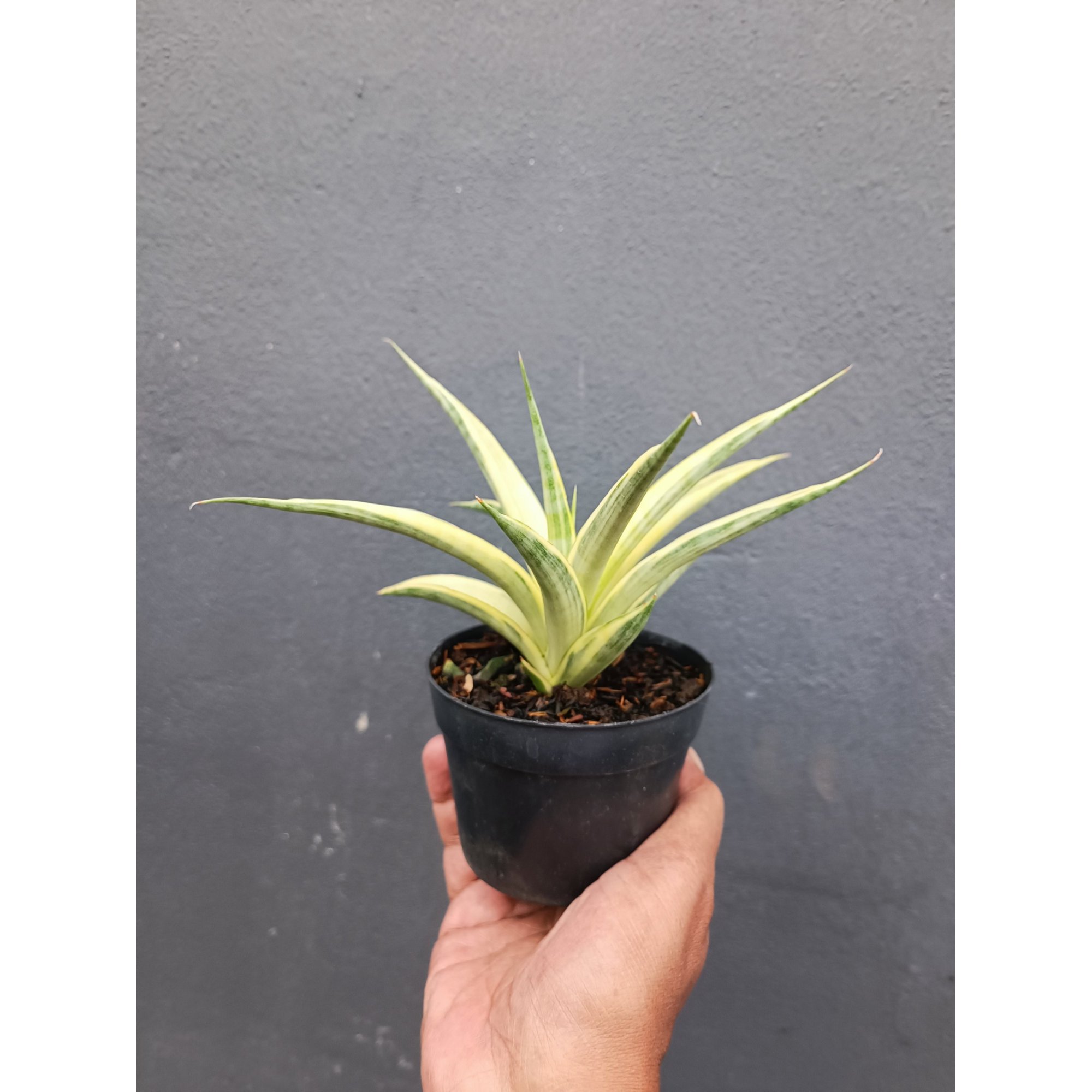 Sansevieria Gracilima size 20 cm, real feature image plant. Picture taken directly from kaktus.id community Sansevieria farmer green houses.