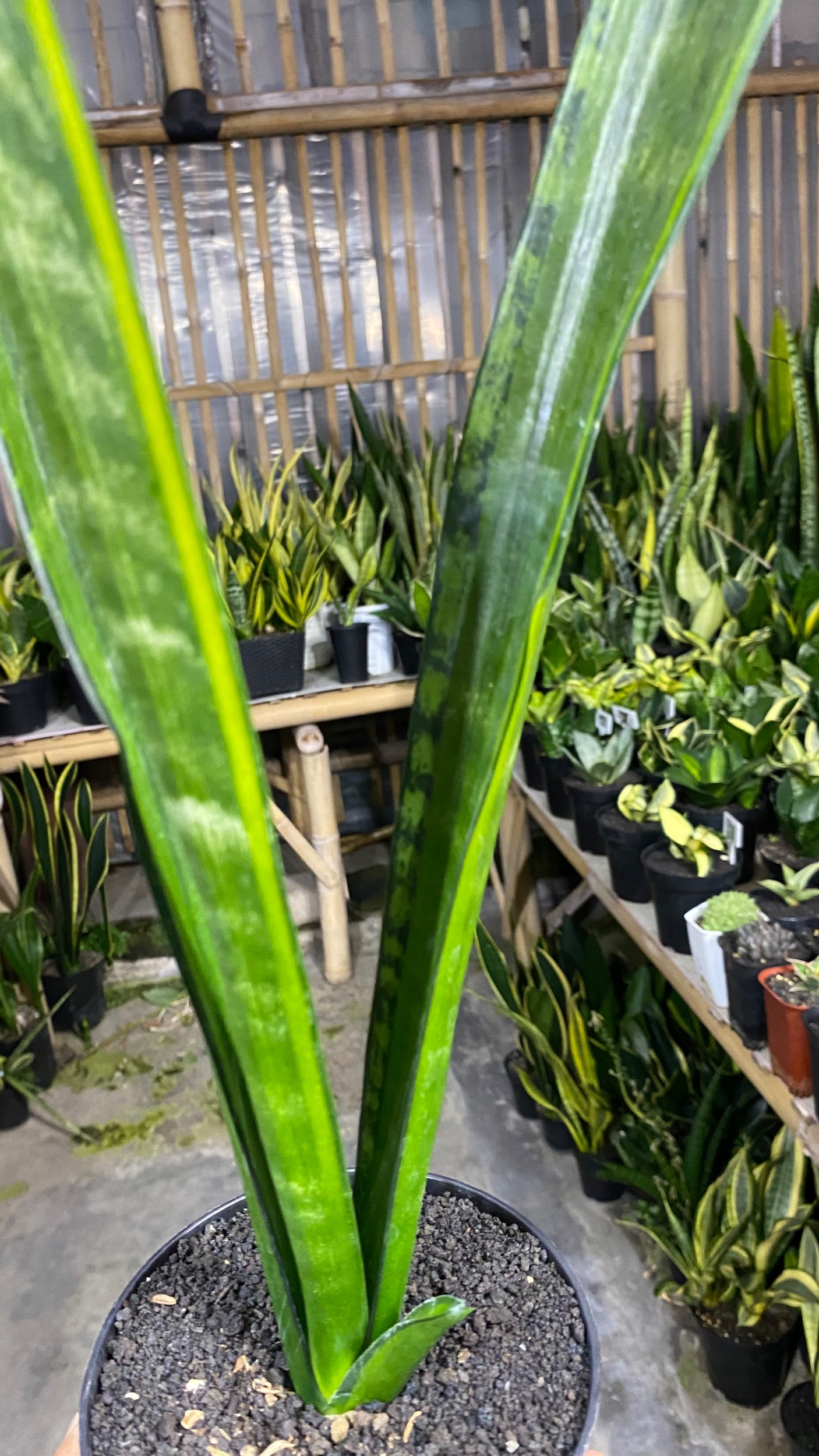 Sansevieria Green Mermaid Variegated, real gallery image #1 plants. Picture taken directly from kaktus.id community Sansevieria farmer green houses.