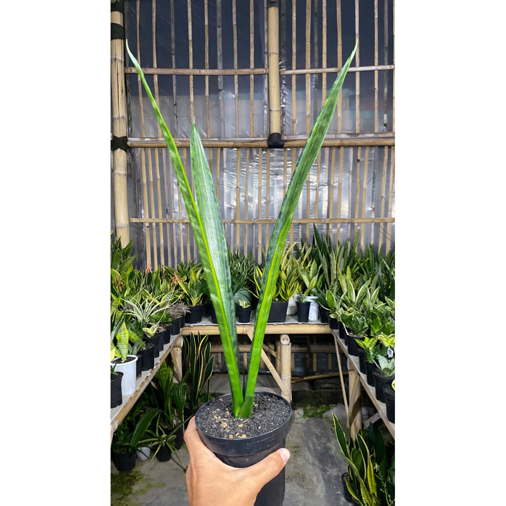 Sansevieria Green Mermaid Variegated, real feature image plant. Picture taken directly from kaktus.id community Sansevieria farmer green houses.