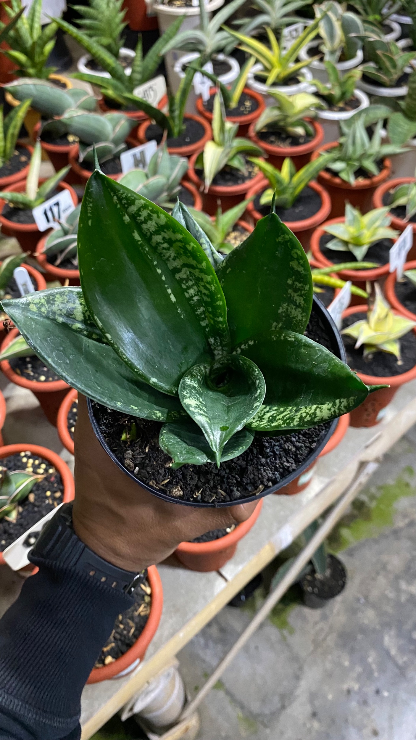 Sansevieria Hahniii Denis, real gallery image #1 plants. Picture taken directly from kaktus.id community Sansevieria farmer green houses.