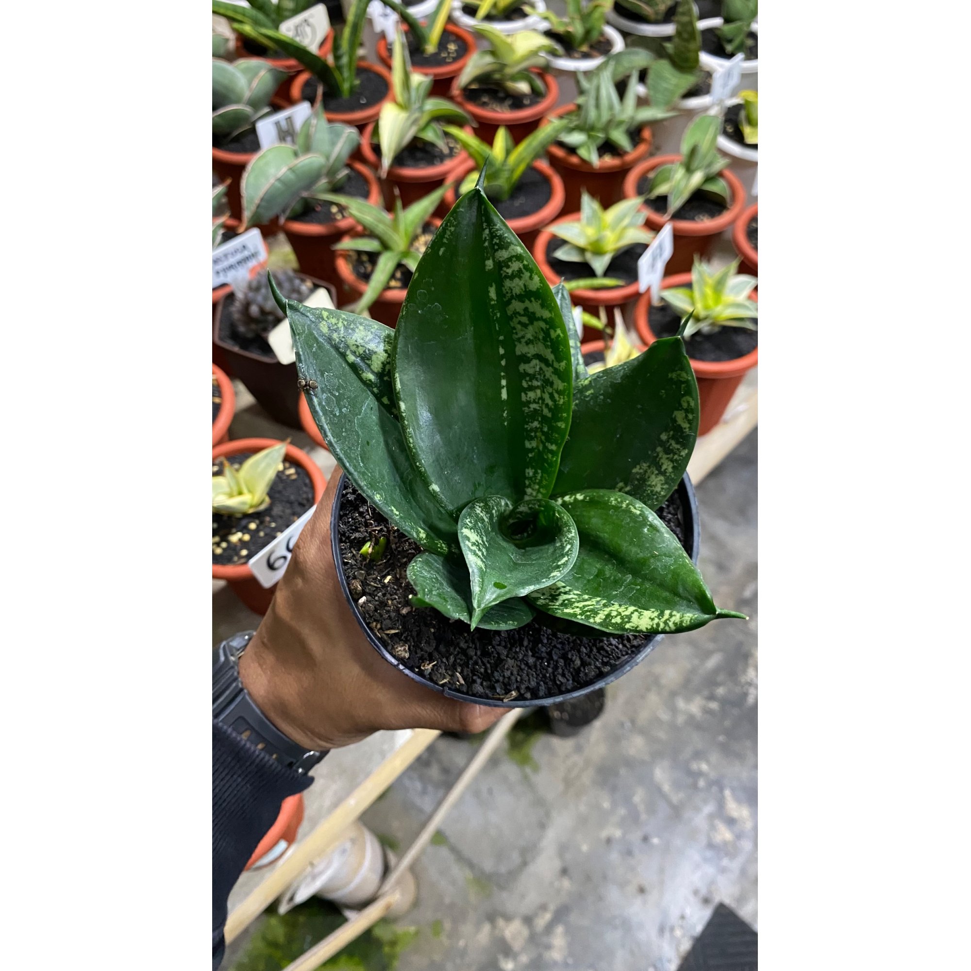 Sansevieria Hahniii Denis, real feature image plant. Picture taken directly from kaktus.id community Sansevieria farmer green houses.