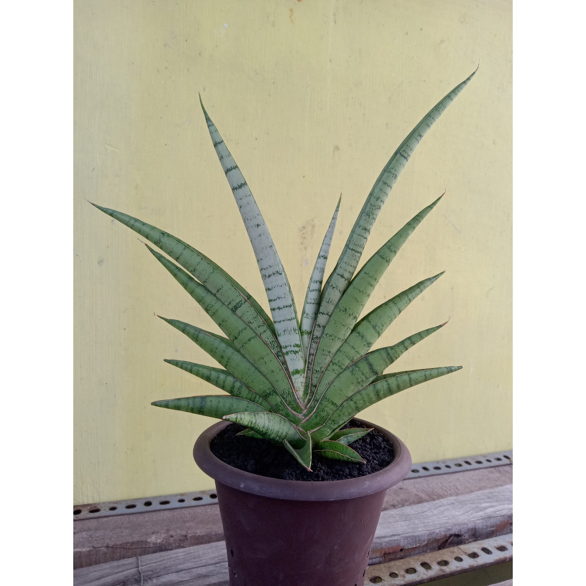 Sansevieria Hanoman, real feature image plant. Picture taken directly from kaktus.id community Sansevieria farmer green houses.