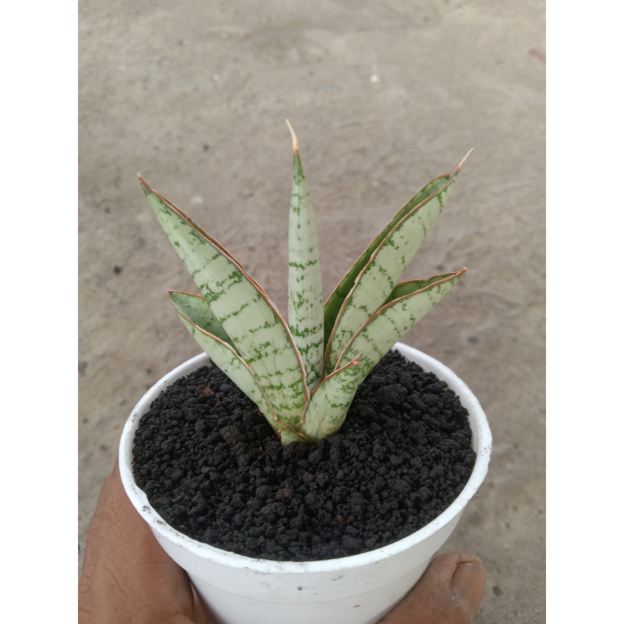 Sansevieria Hanoman ( Kid ), real feature image plant. Picture taken directly from kaktus.id community Sansevieria farmer green houses.
