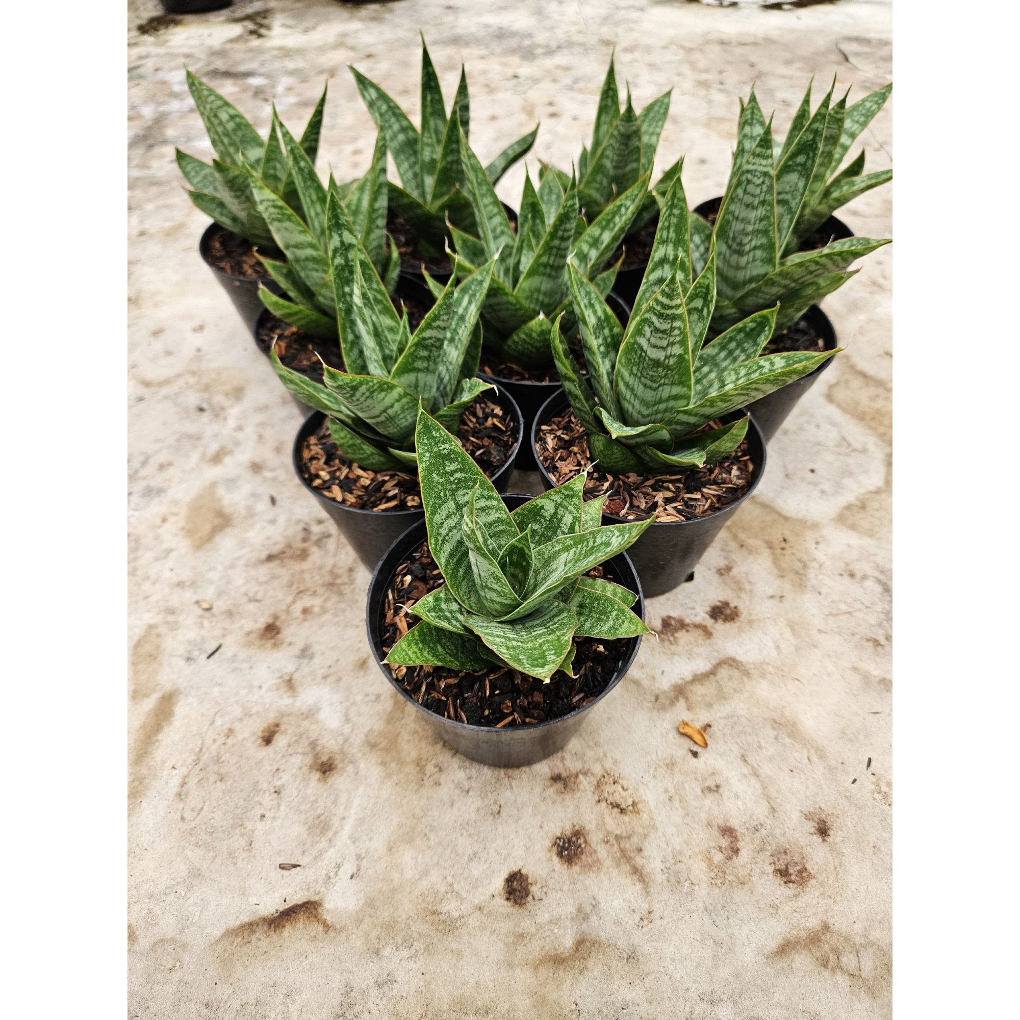 Sansevieria Hybrid Jotun, real feature image plant.