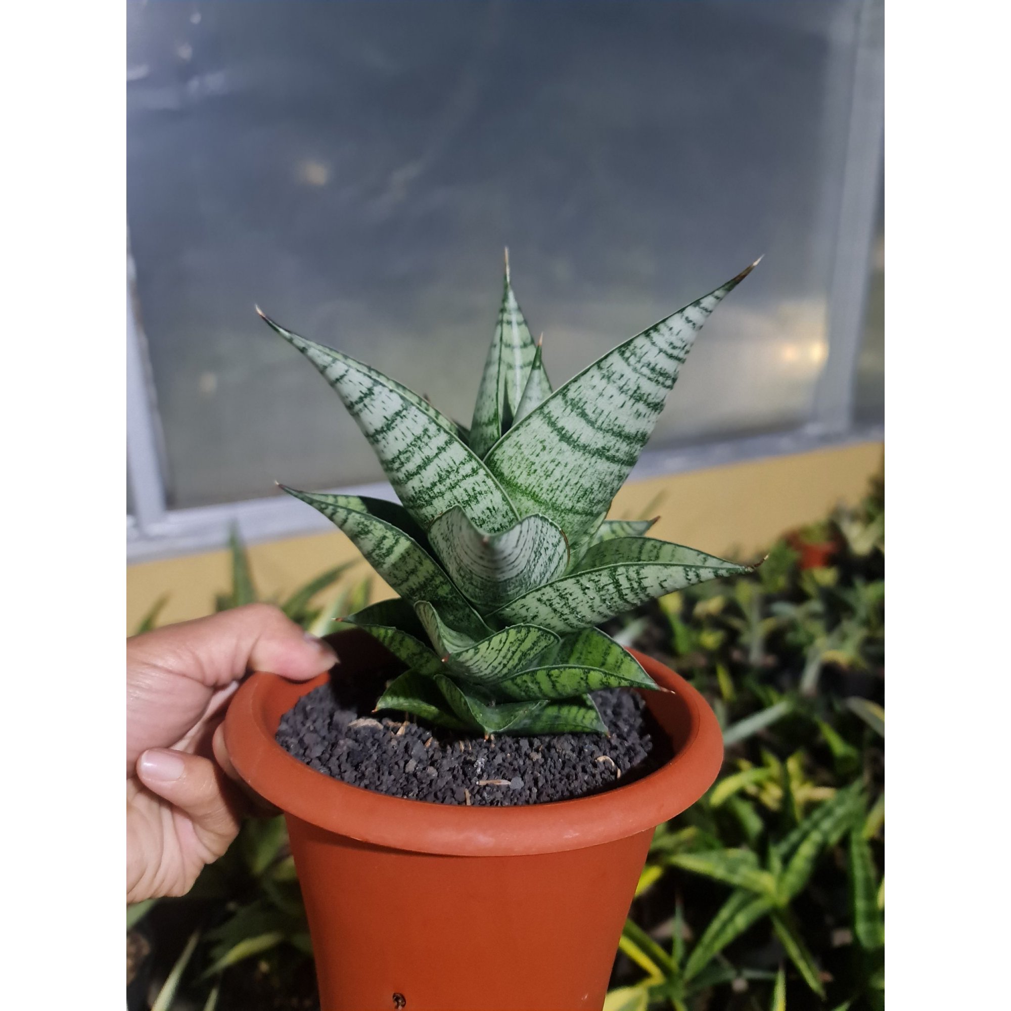 Sansevieria Hybrid ( Original Seeds ), real feature image plant. Picture taken directly from kaktus.id community Sansevieria farmer green houses.