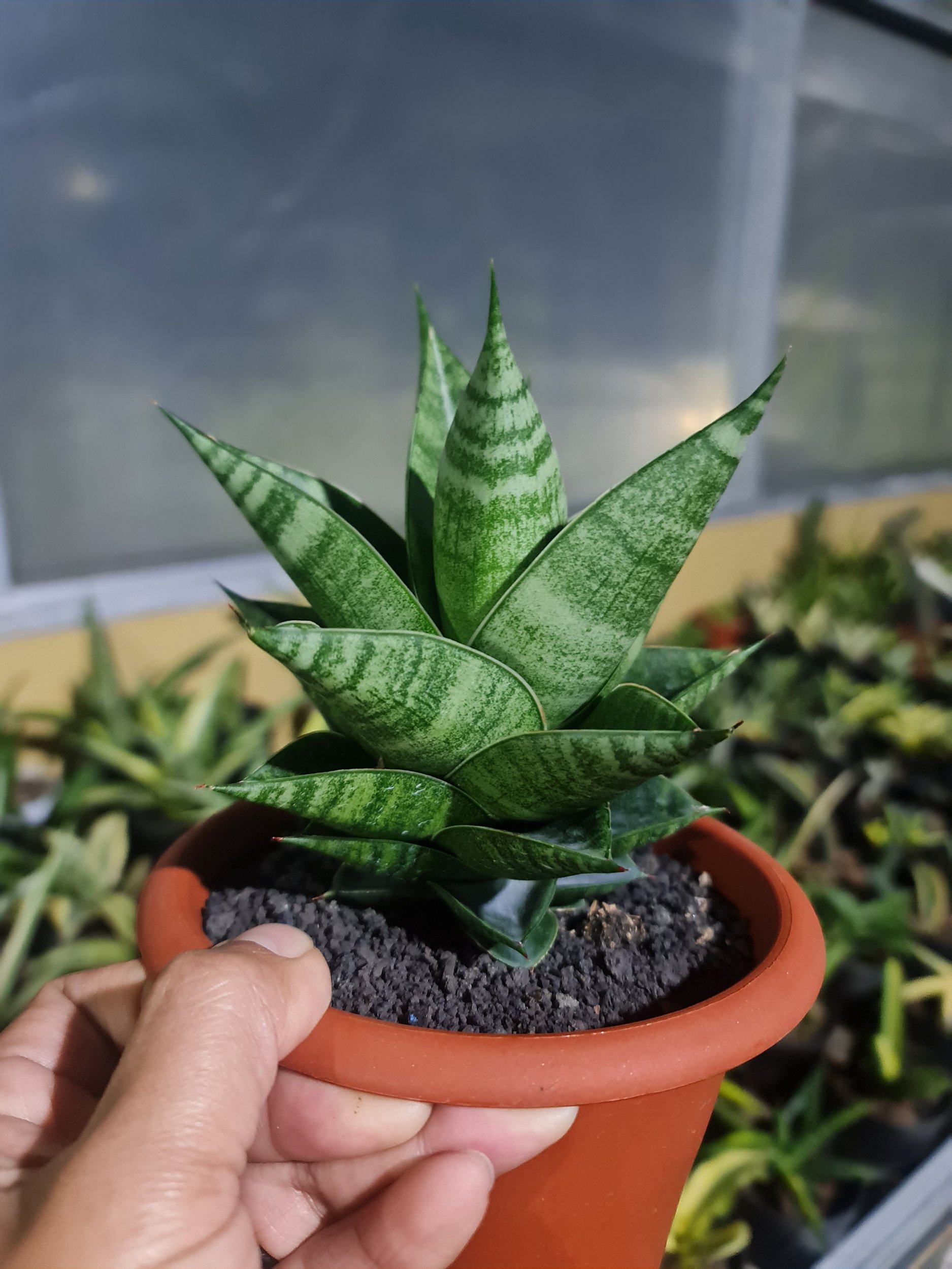 Sansevieria Hybrid ( Original Seeds ), real gallery image #1 plants. Picture taken directly from kaktus.id community Sansevieria farmer green houses.
